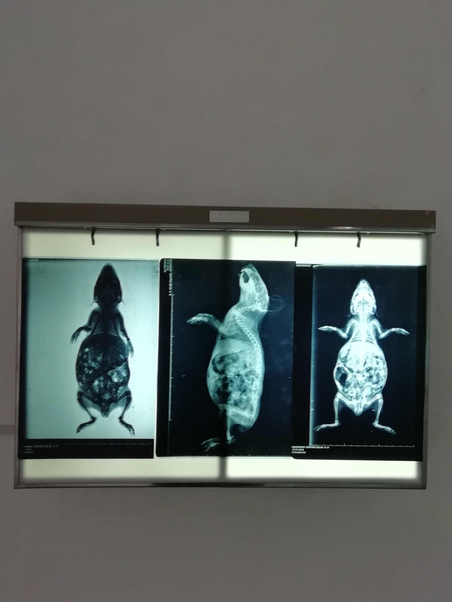 On display: Bad Omen Detector, Carolina Acosta, 2018 No Lugar - Contemporary Art.