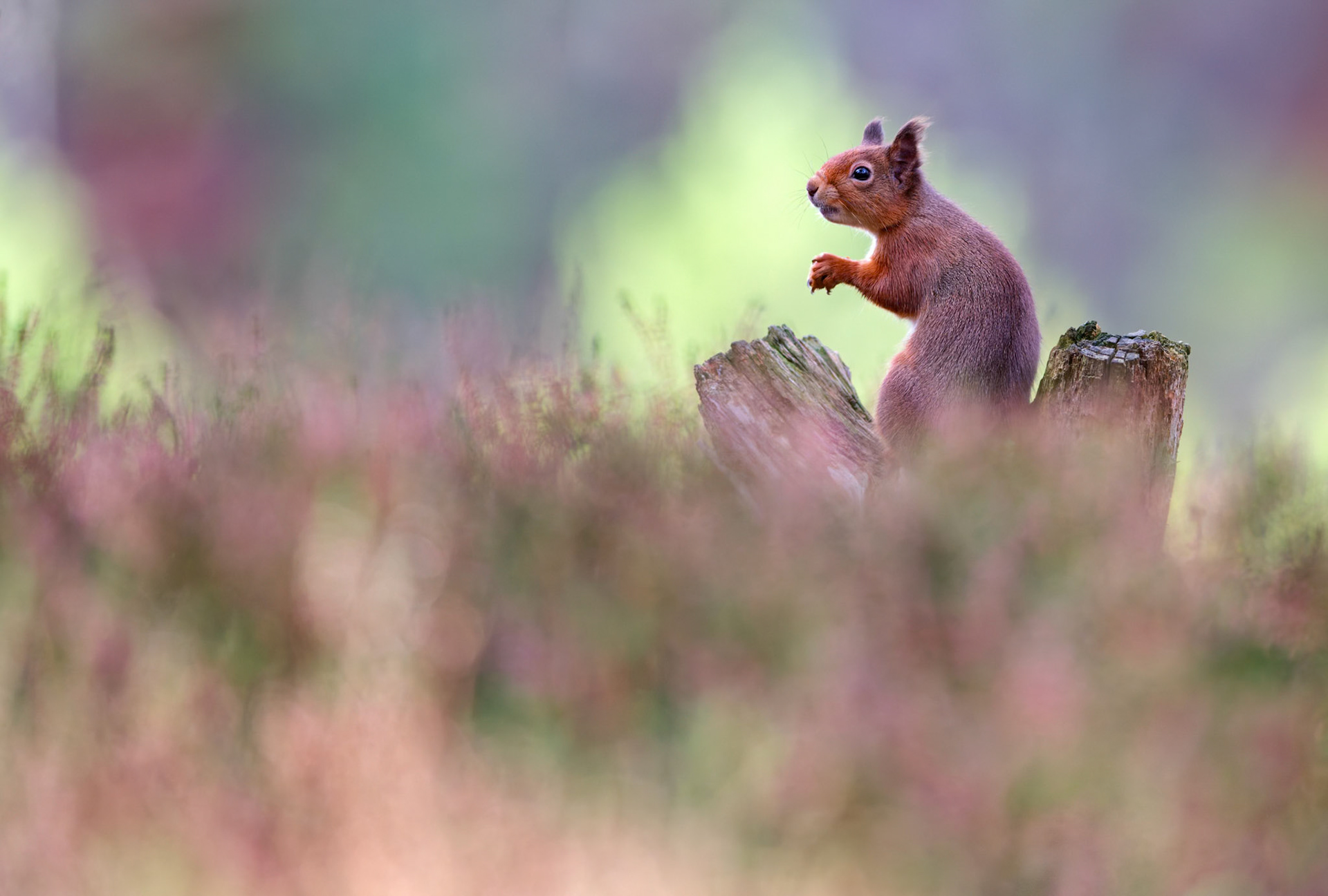 Ecureuil roux se nourrissant sur une vieille souche dans les bruyères - Parc national des Cairngorms, Highlands, Ecosse, Royaume-Uni / Red squirrel feedind on old tree stump in heather - Cairngorms National Park, Highlands,  Scotland, UK/ Sciurus vulgaris