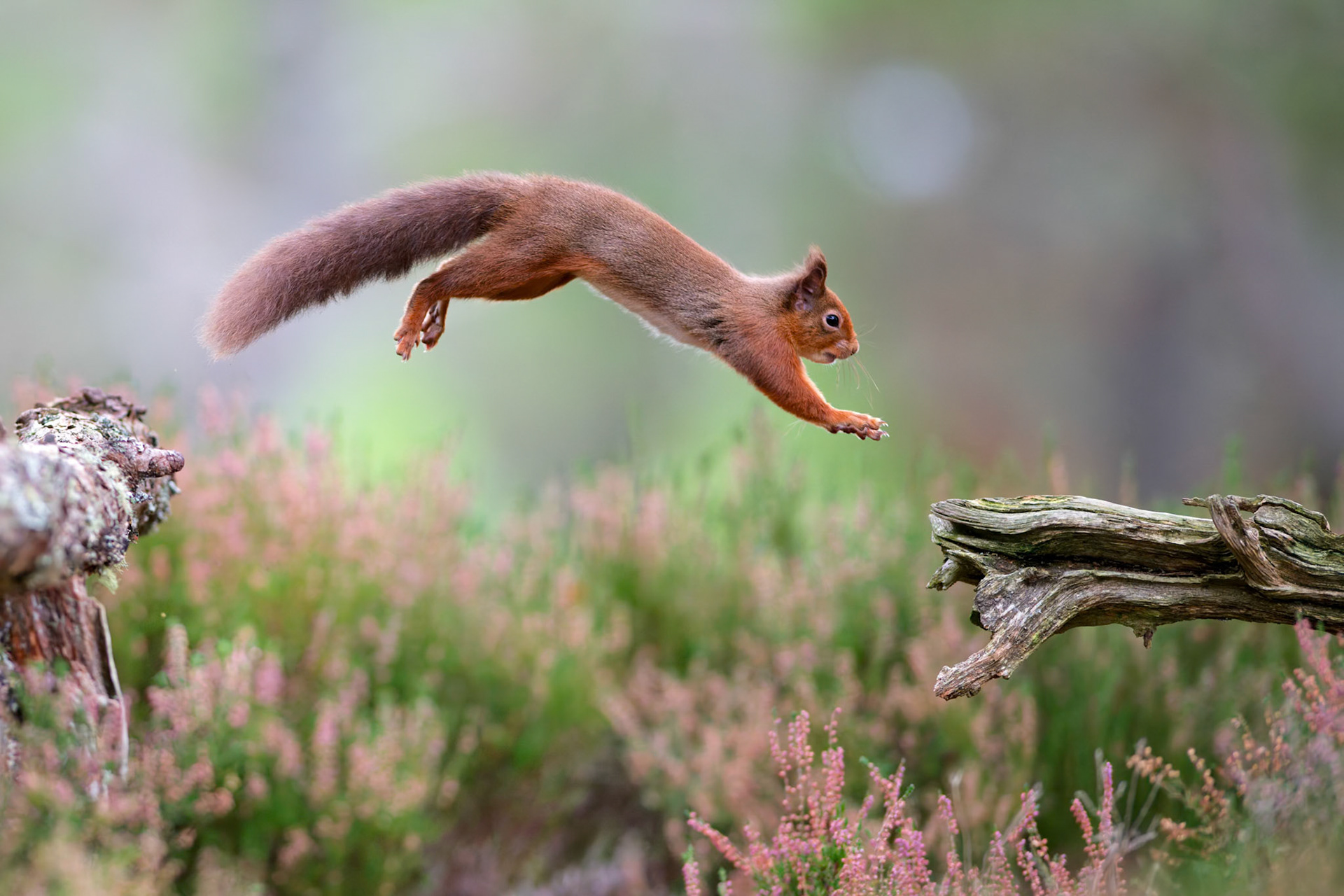 Ecureuil roux sautant de branche en branche dans les bruyères - Parc national des Cairngorms, Highlands, Ecosse, Royaume-Uni / Red squirrel leaping between tree stumps in heather - Cairngorms National Park, Highlands,  Scotland, UK/ Sciurus vulgaris