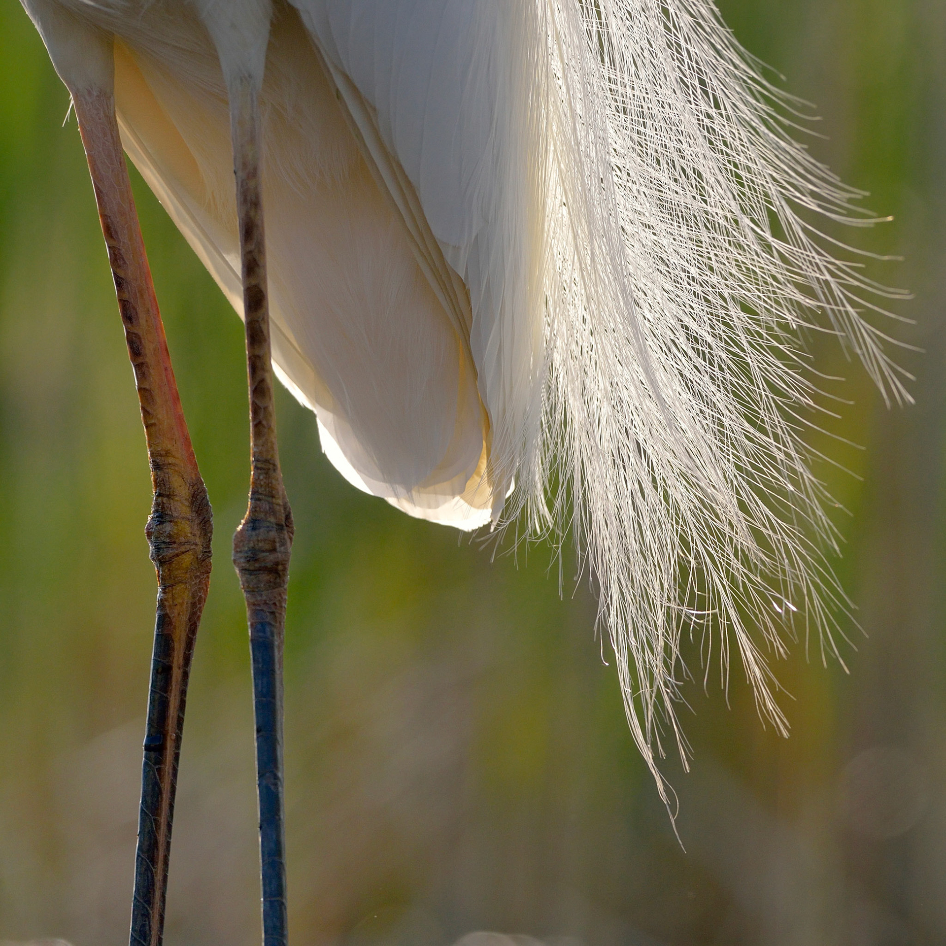 Grande aigrette (Casmerodius albus) détail plumage, Hongrie, Avril