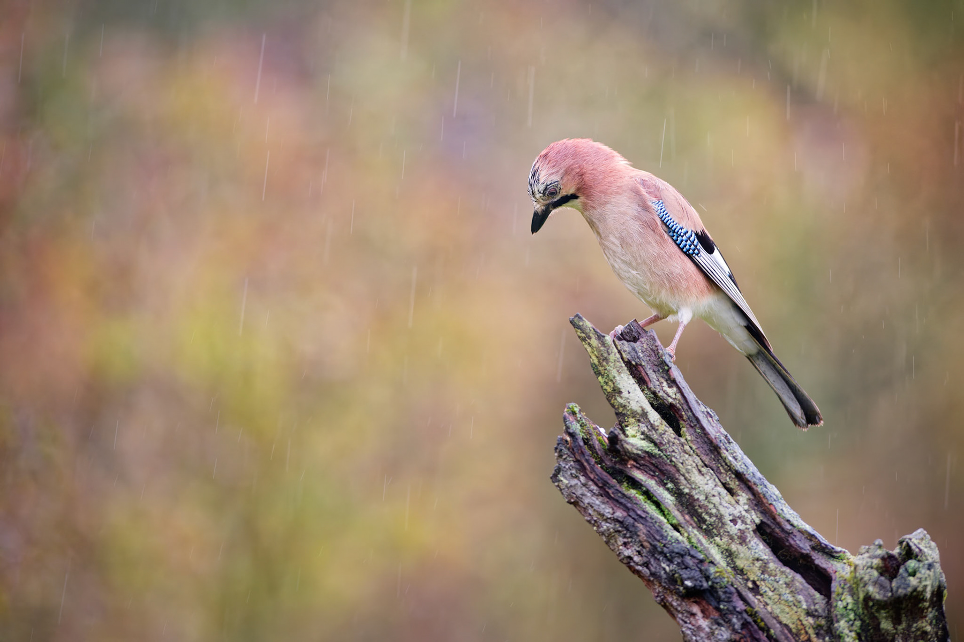 Geai des chênes posé sur une branche en automne sous la pluie - Apach, Lorraine, France / Jay on branch in autumn in the rain - Apach, Lorraine, France / Garrulus Glandarius