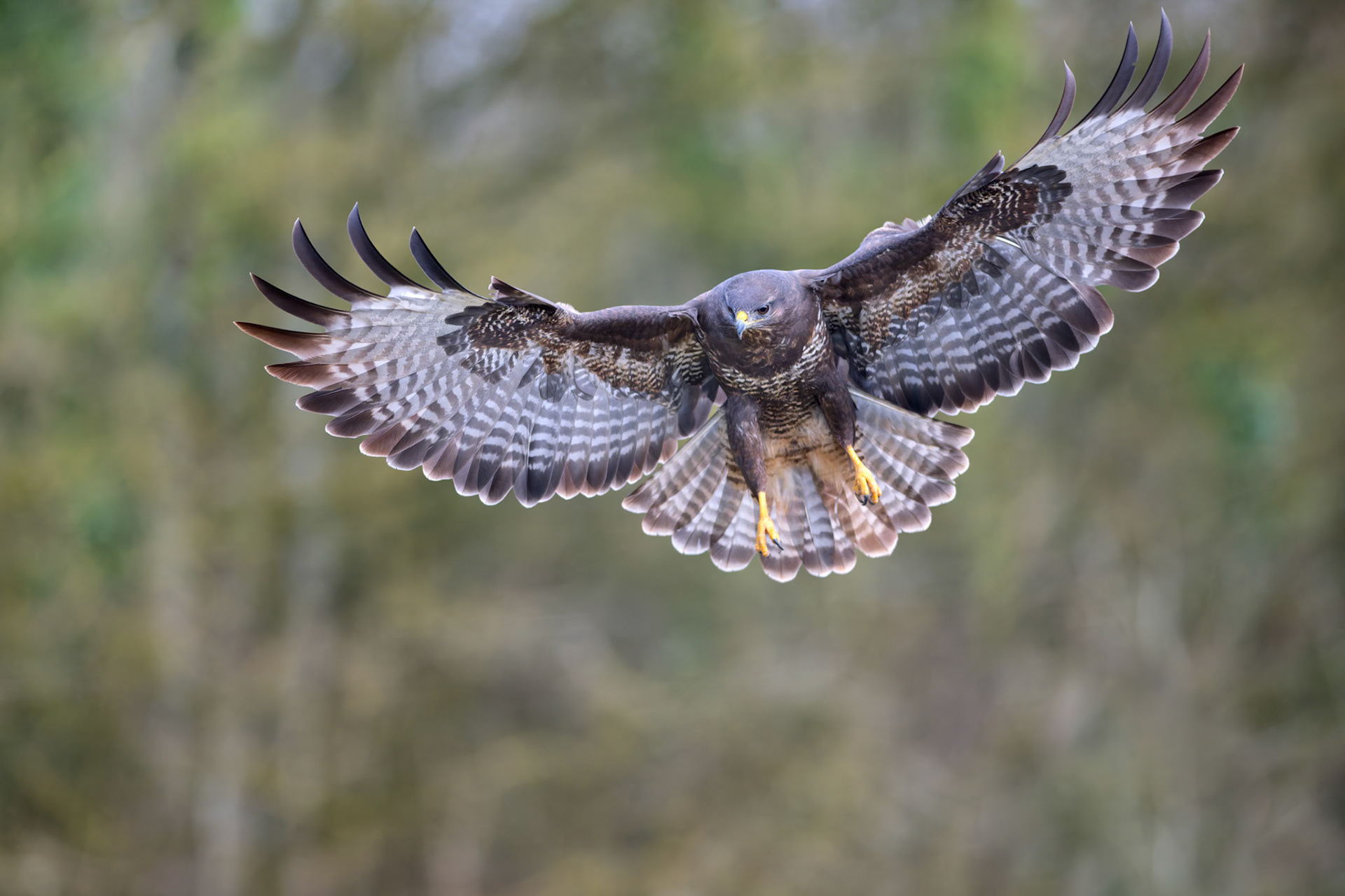 Buse variable atterrissant - Lorraine, France / Buzzard landing - Lorraine, France / Buteo buteo