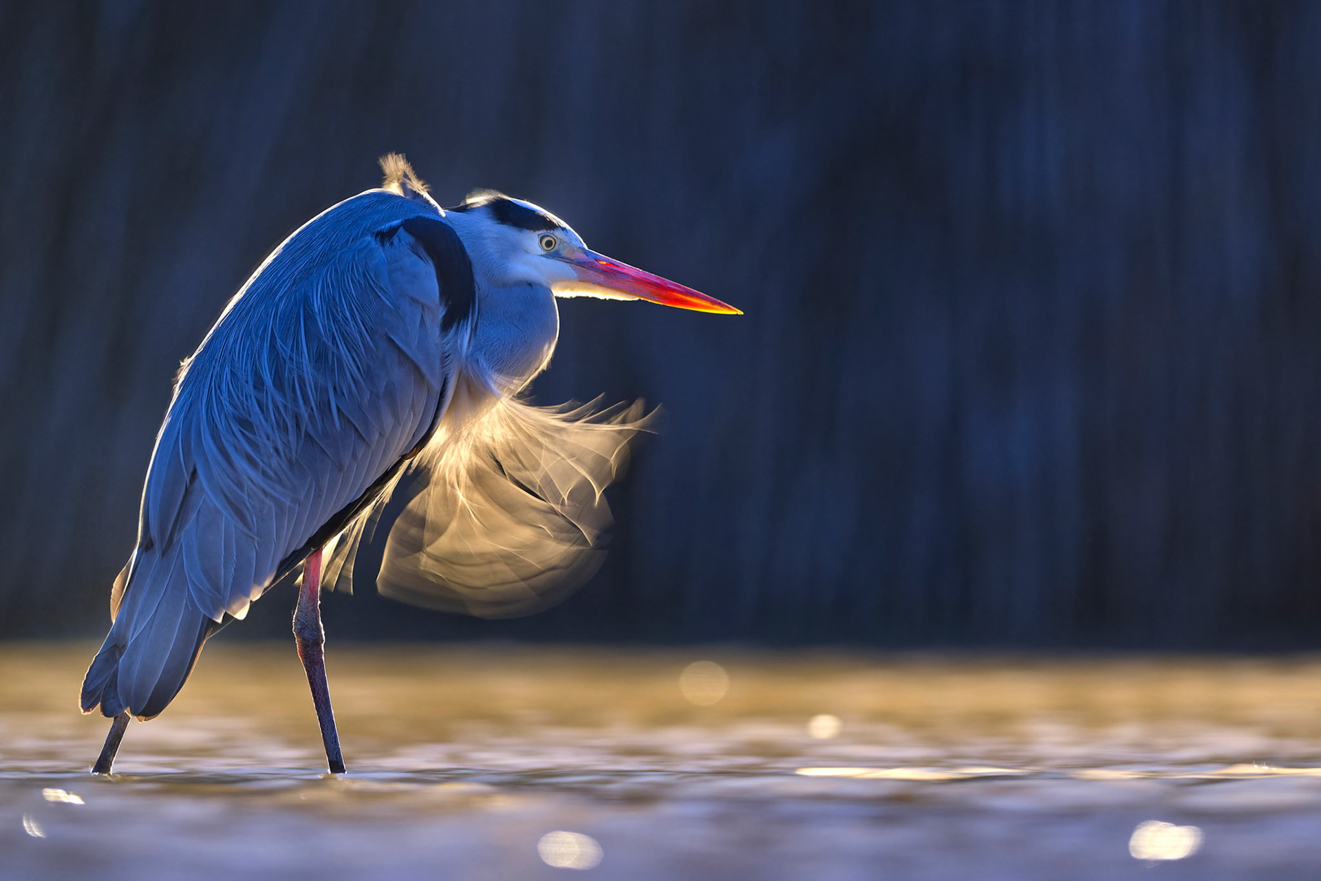 Héron cendré posé dans un étang, à la nuit tombante, à l'heure bleue, Hongrie / Grey heron, Ungary / Ardea cinerea