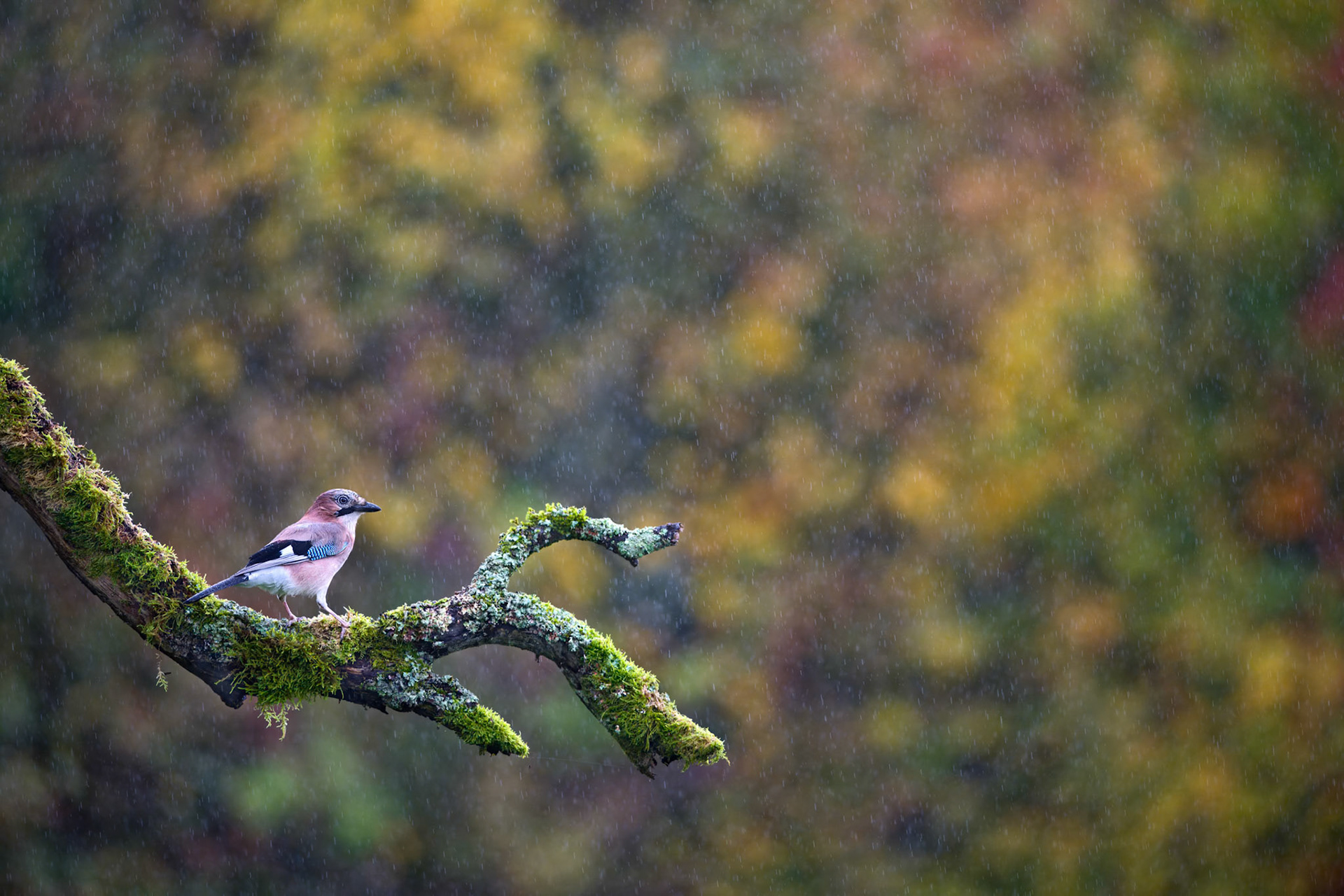 Geai des chênes perché sur une branche en automne, sous la pluie - Lorraine, France / Jay perched on a branch in automn, under the rain - Lorraine, France / Garrullus Glandarius