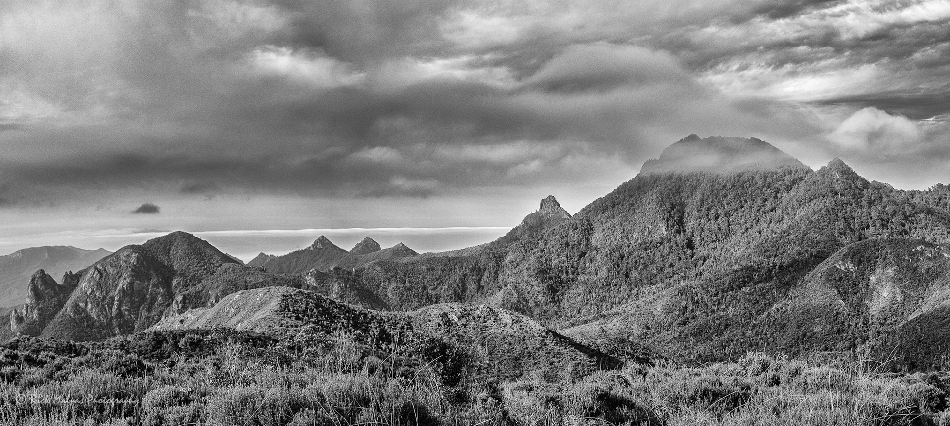 Hirakimata/Mt Hobson, Gt Barrier island, NZ
