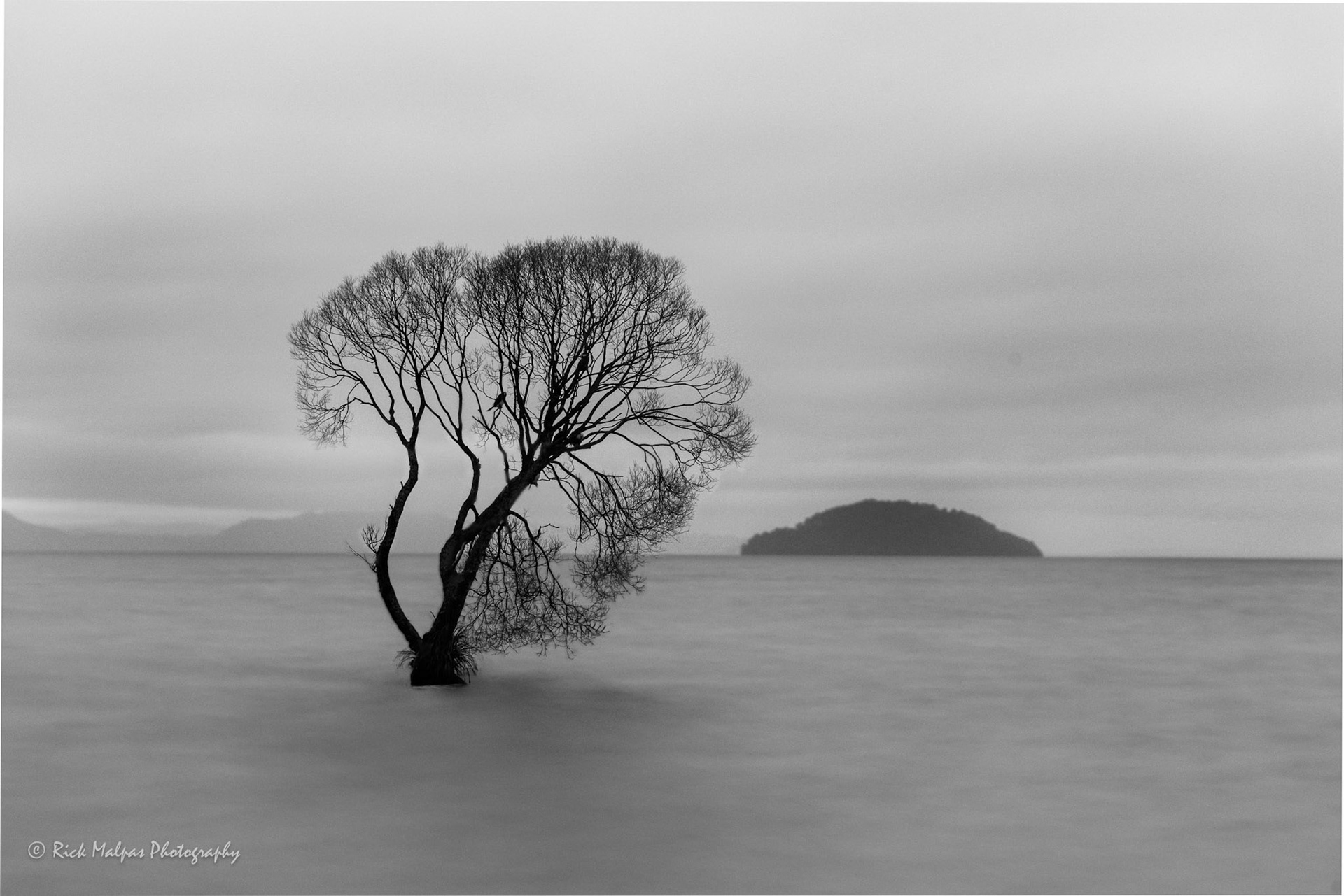 The Taupō Tree, Lake Taupō, NZ