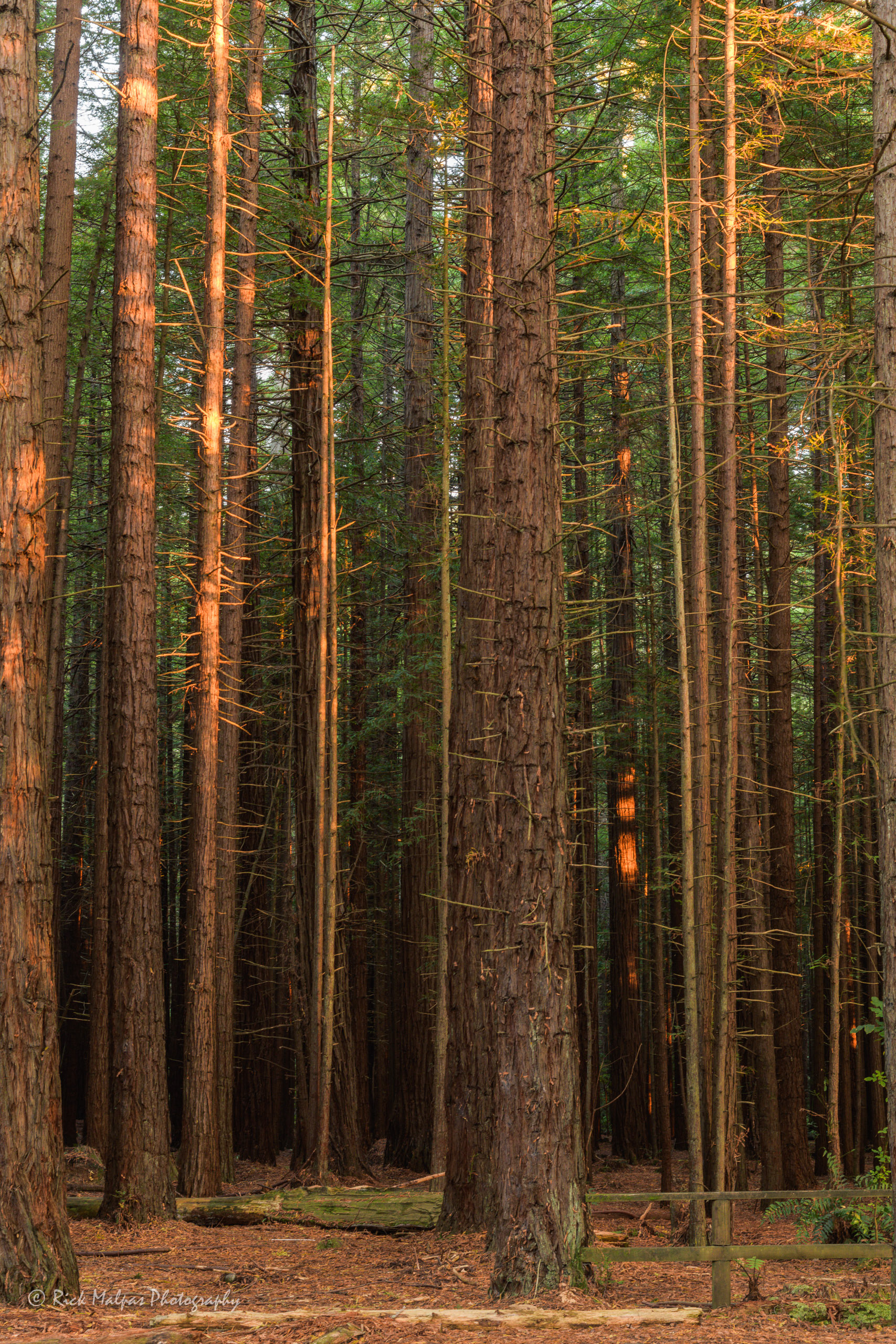 The Redwoods, Rotorua, NZ
