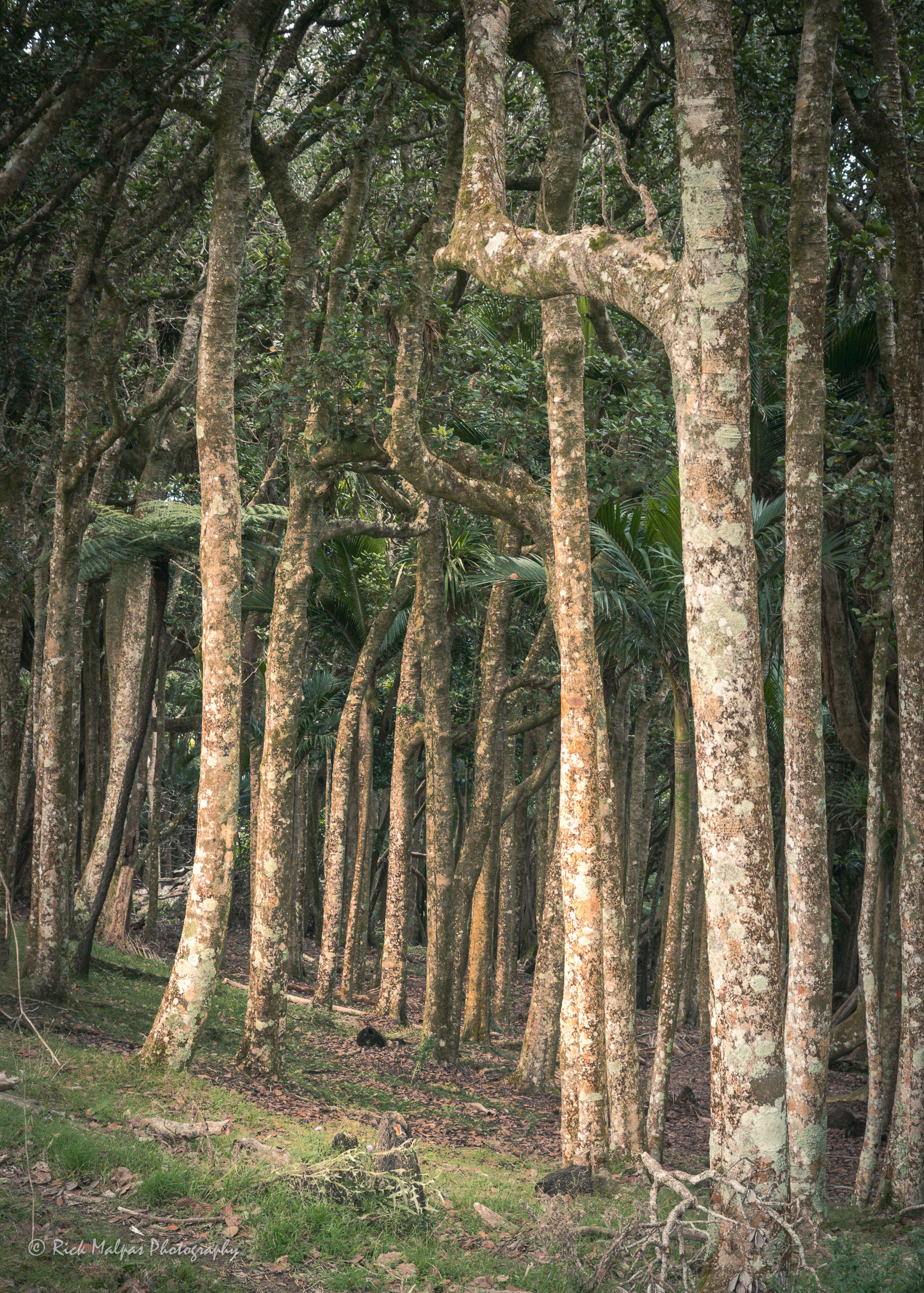Pahi Coastal Walk, Port Jackson, Coromandel, NZ
