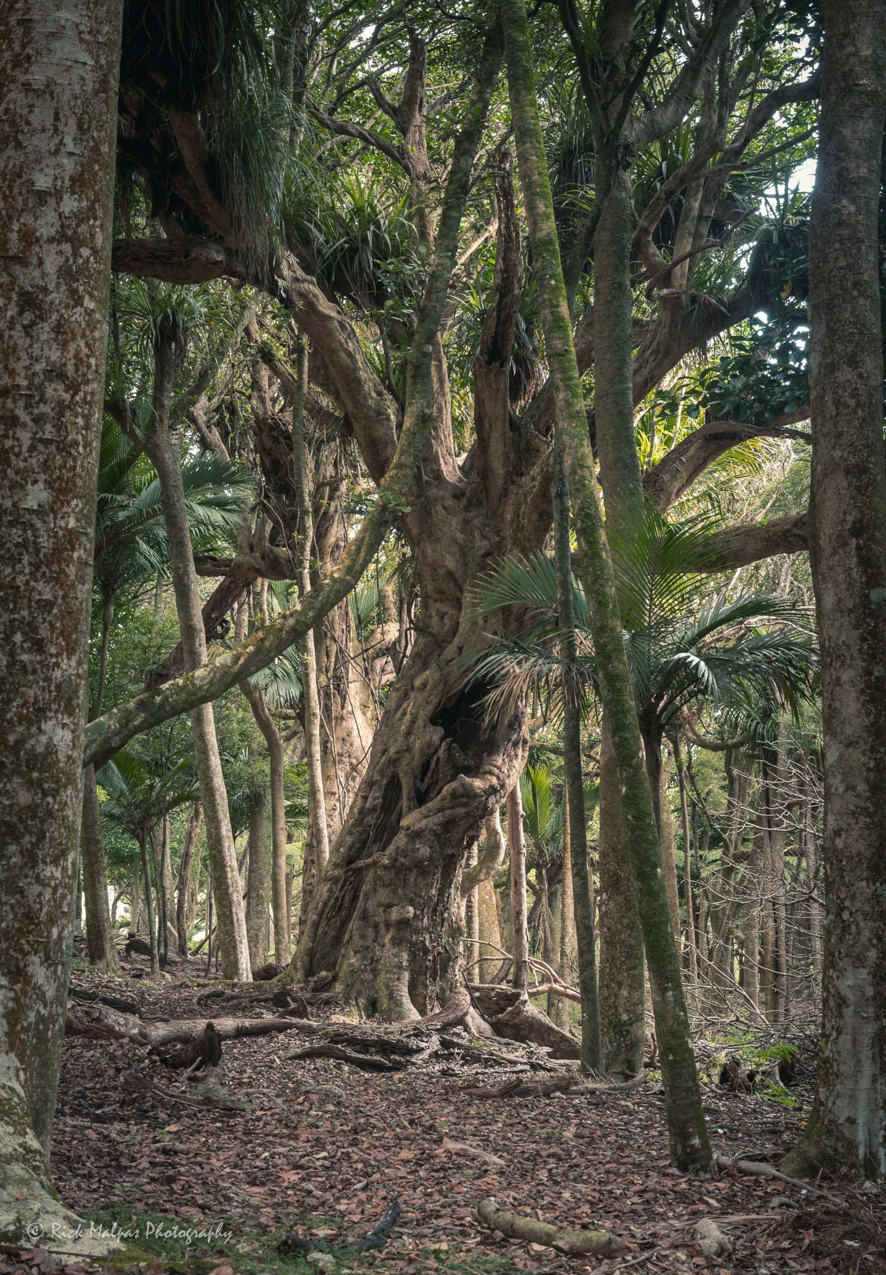 Pahi Coastal Walk, Port Jackson, Coromandel, NZ