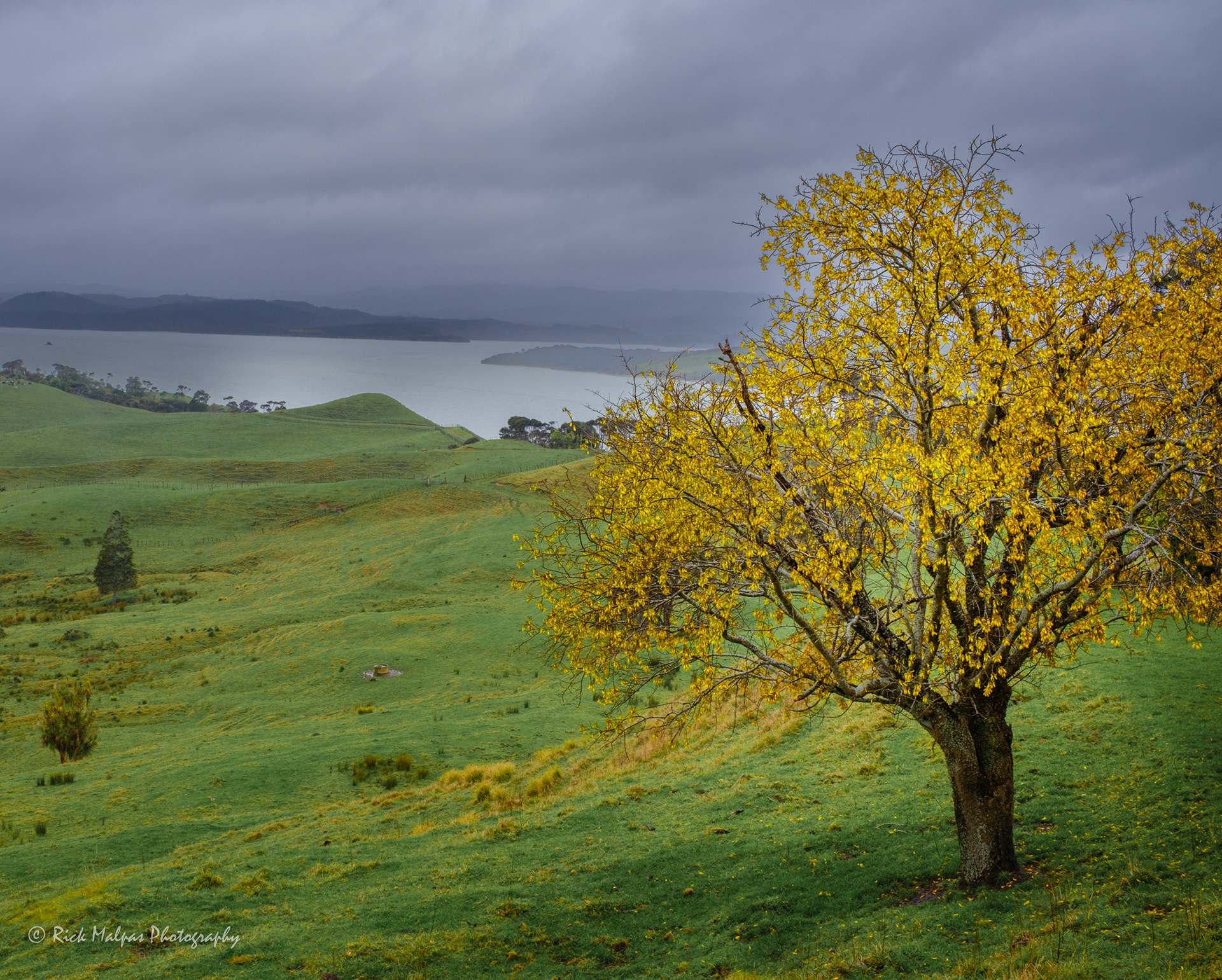 Kōwhai, Whaingaroa Harbour, Raglan NZ