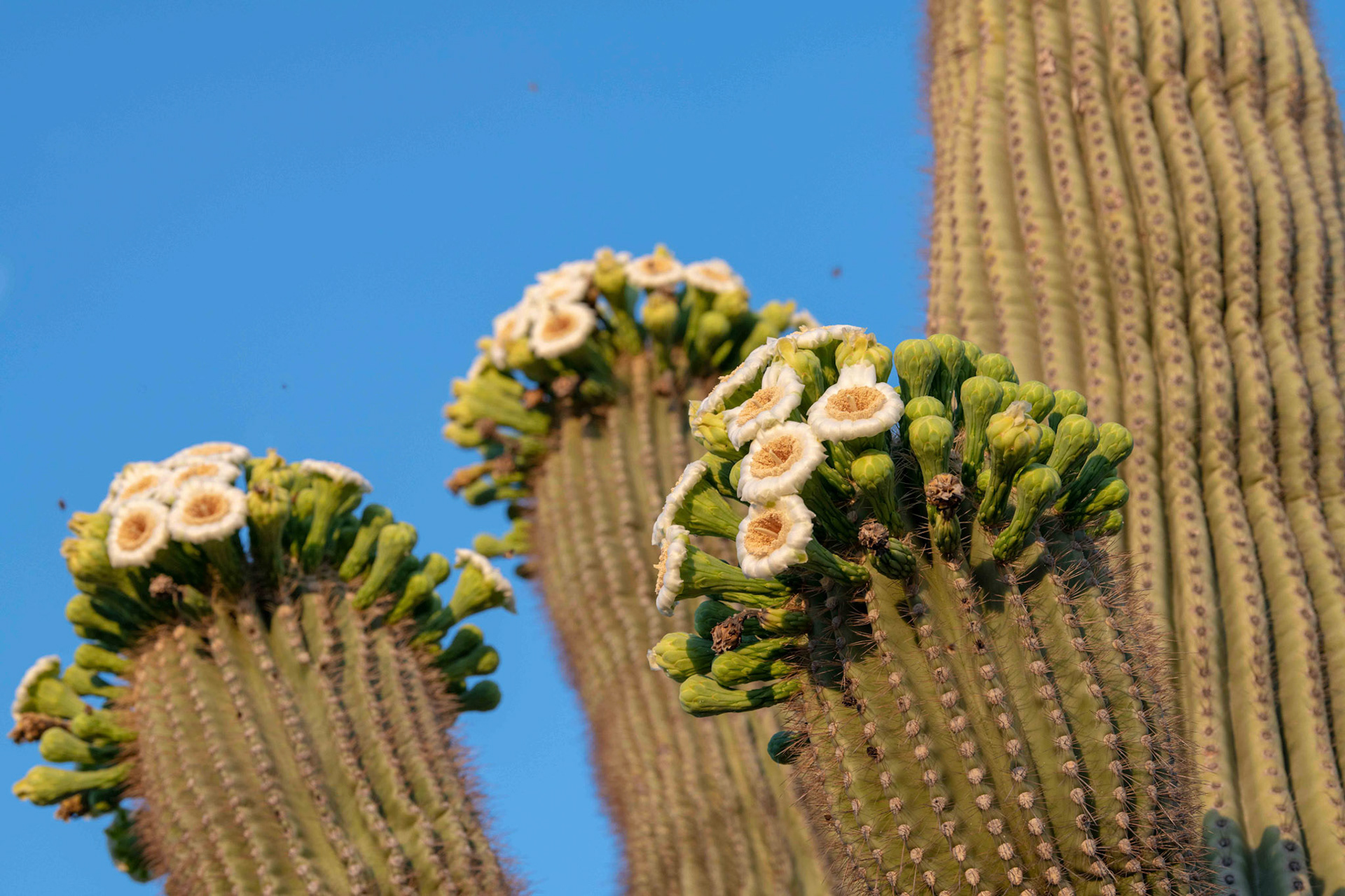 Queen Creek, AZ