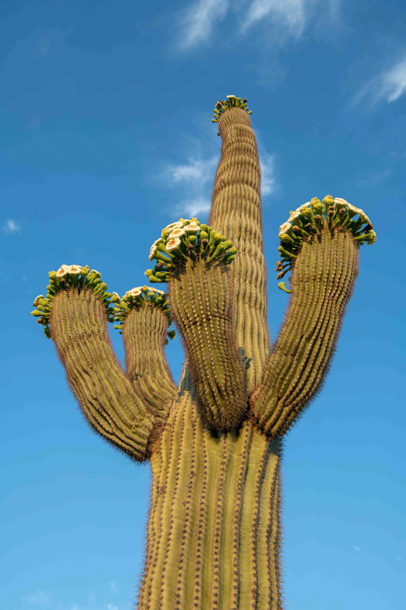 Queen Creek, AZ