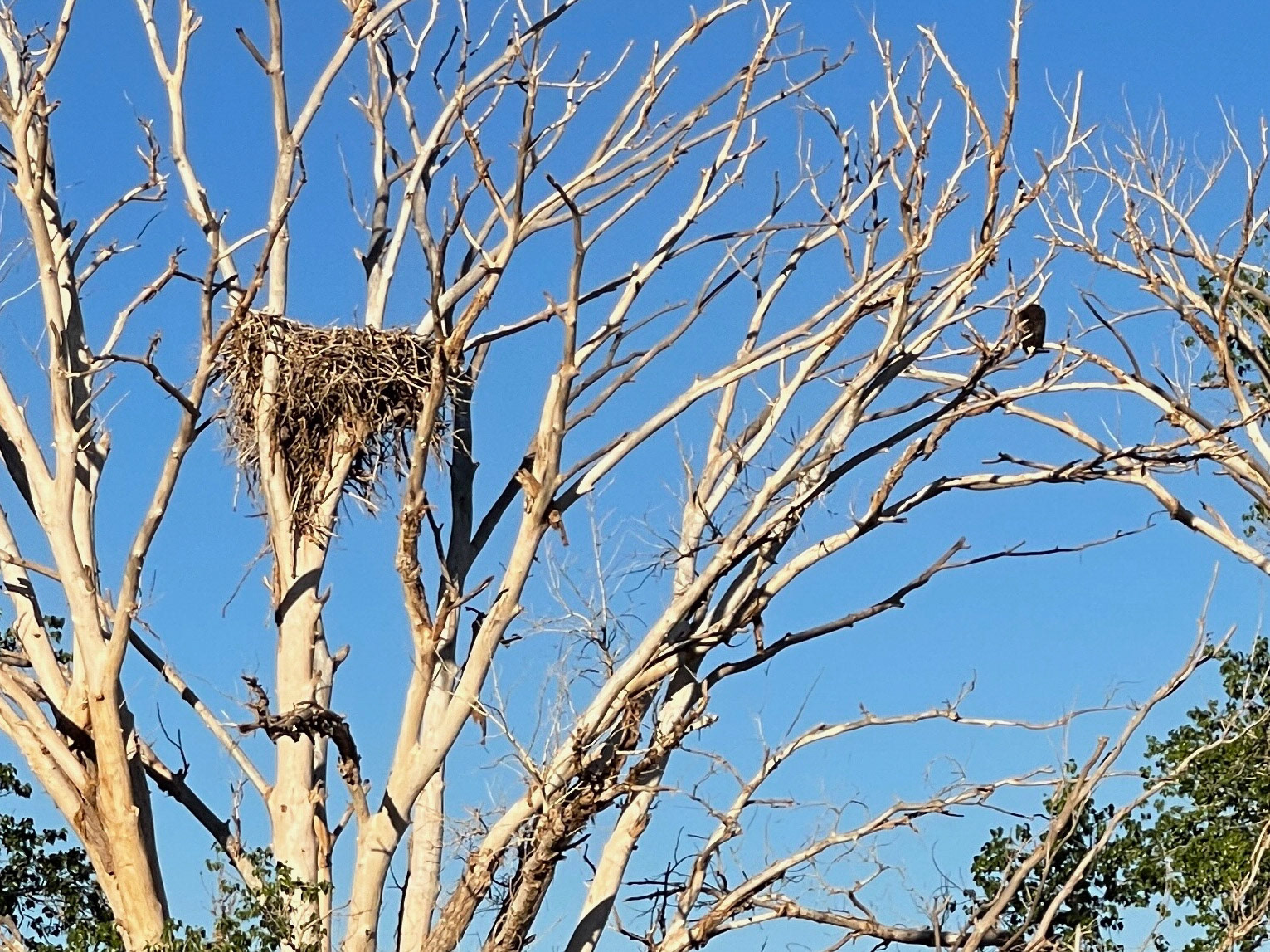 25