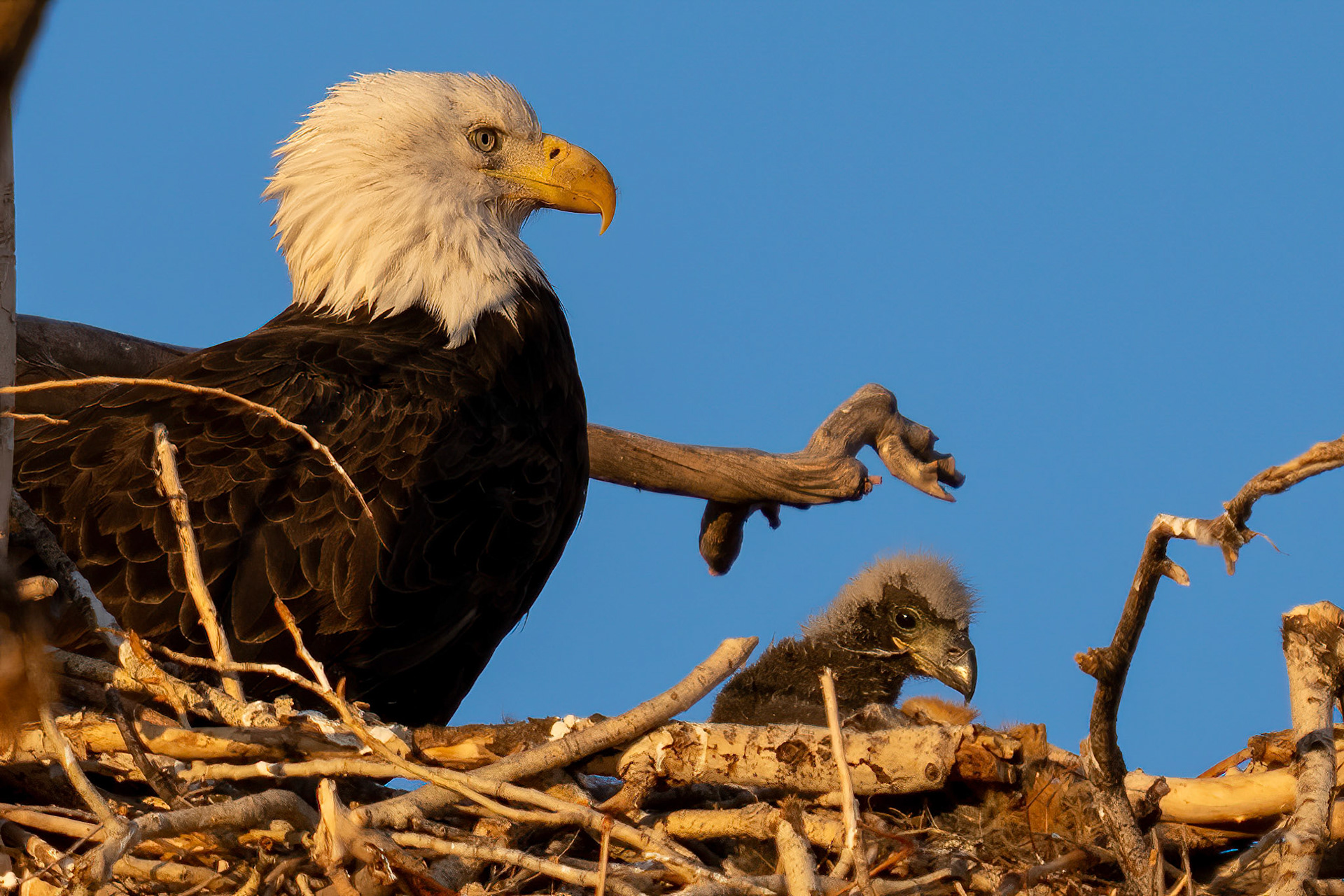 21