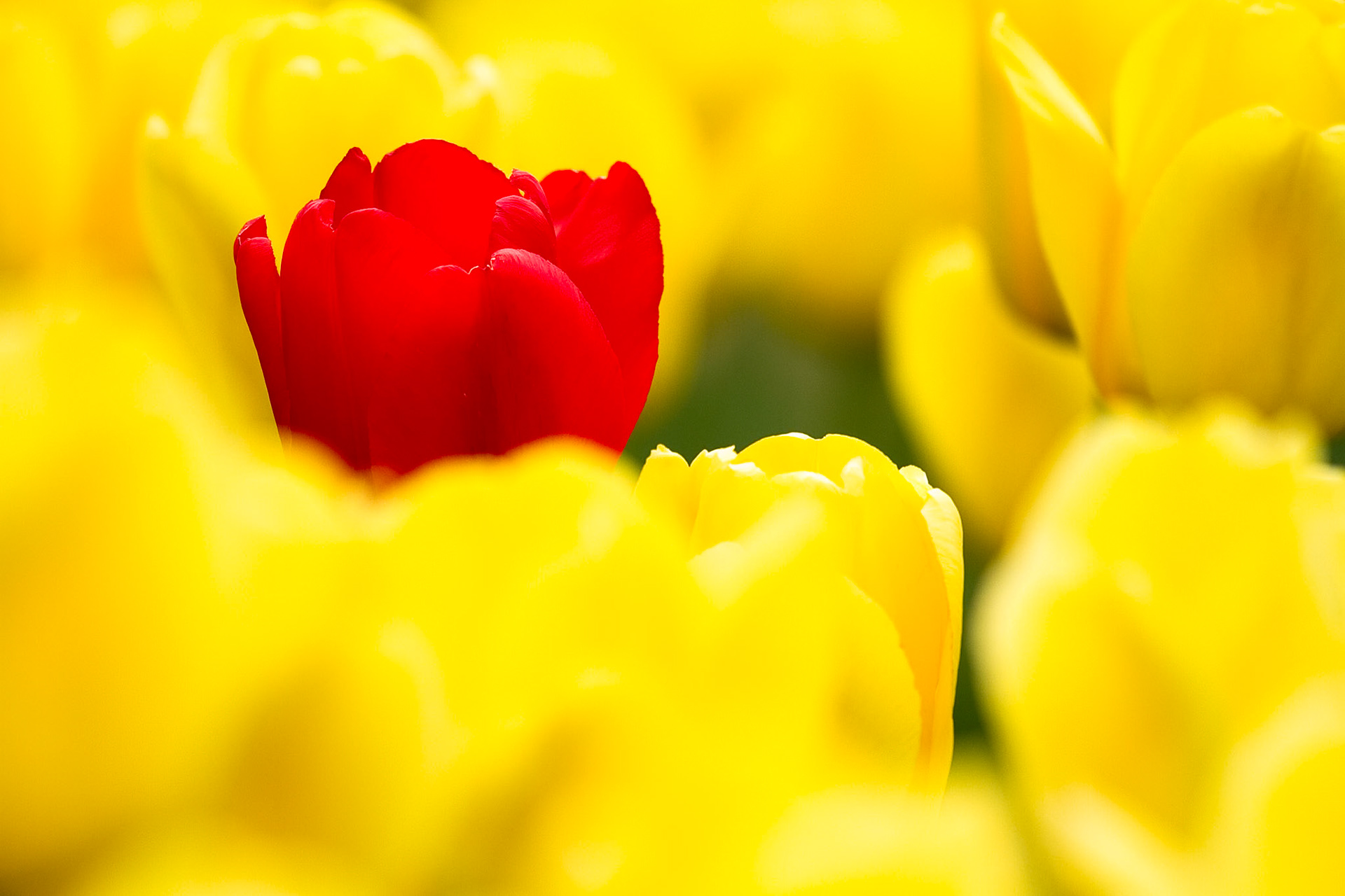 Tulip Garden in Lyndale Park, Minnesota