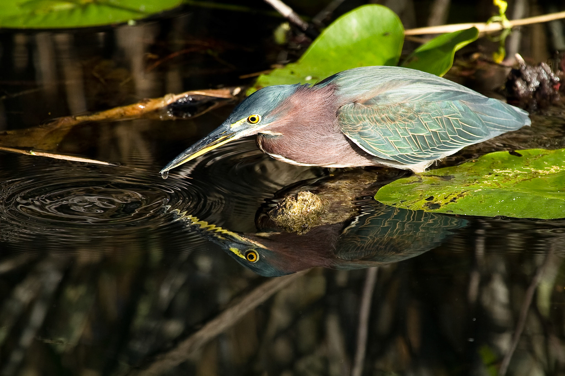Feeding Green Heron in Everglades National Park, Florida