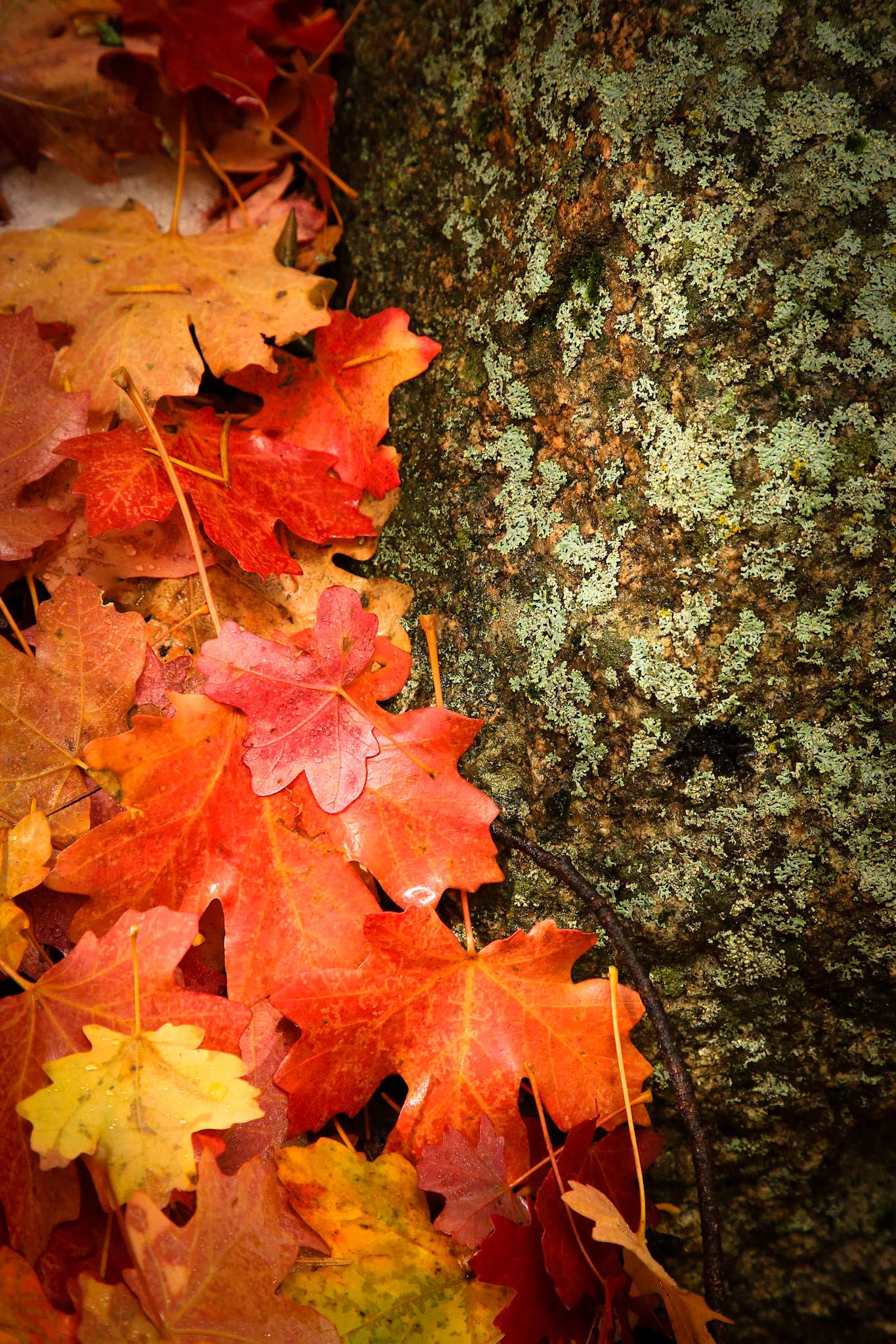 Colorful autumn leaves nestled next to rock background in Fourth of July Canyon, Cibola National Forest, New Mexico