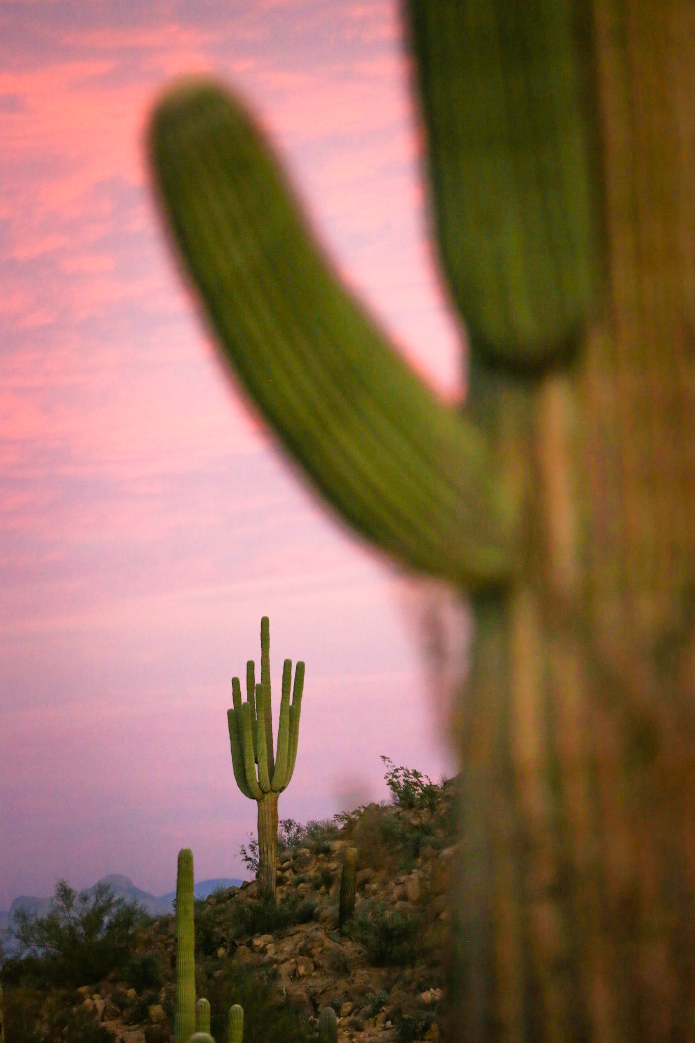 Usery Mountain, AZ