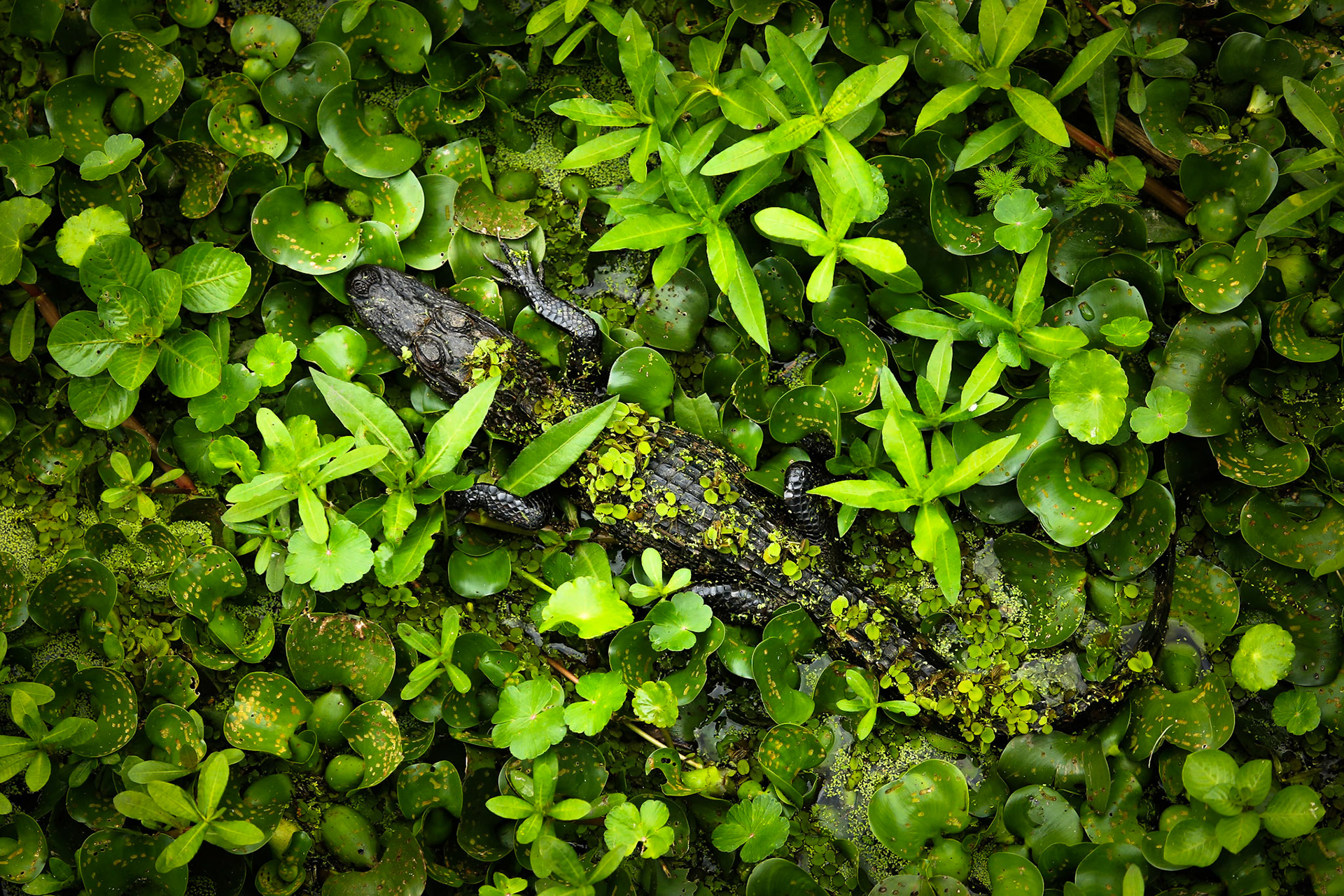 Baby alligator hidden in the swamp in Jean LaFitte National Historical Park in New Orleans, Louisiana.