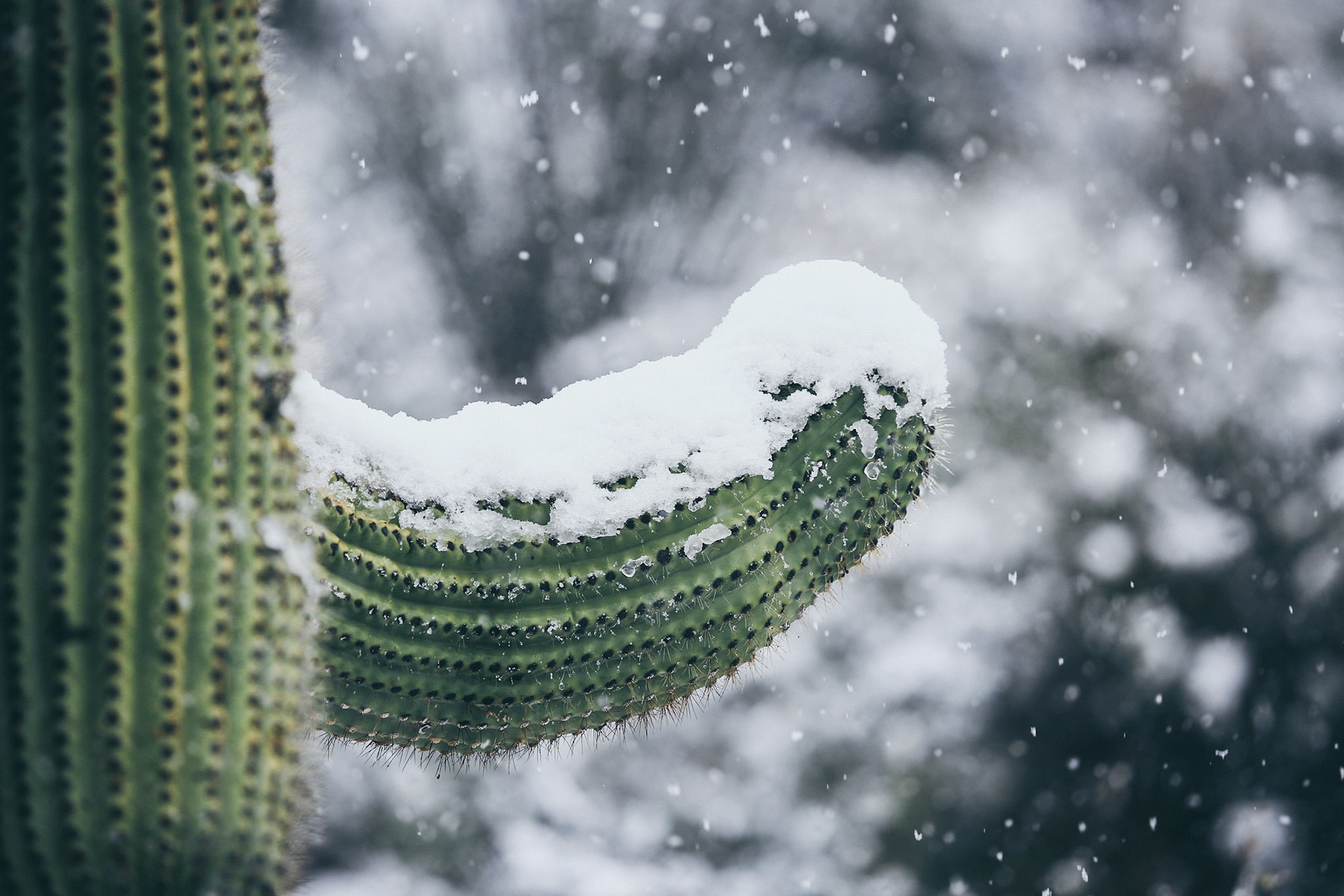 Tucson, AZ