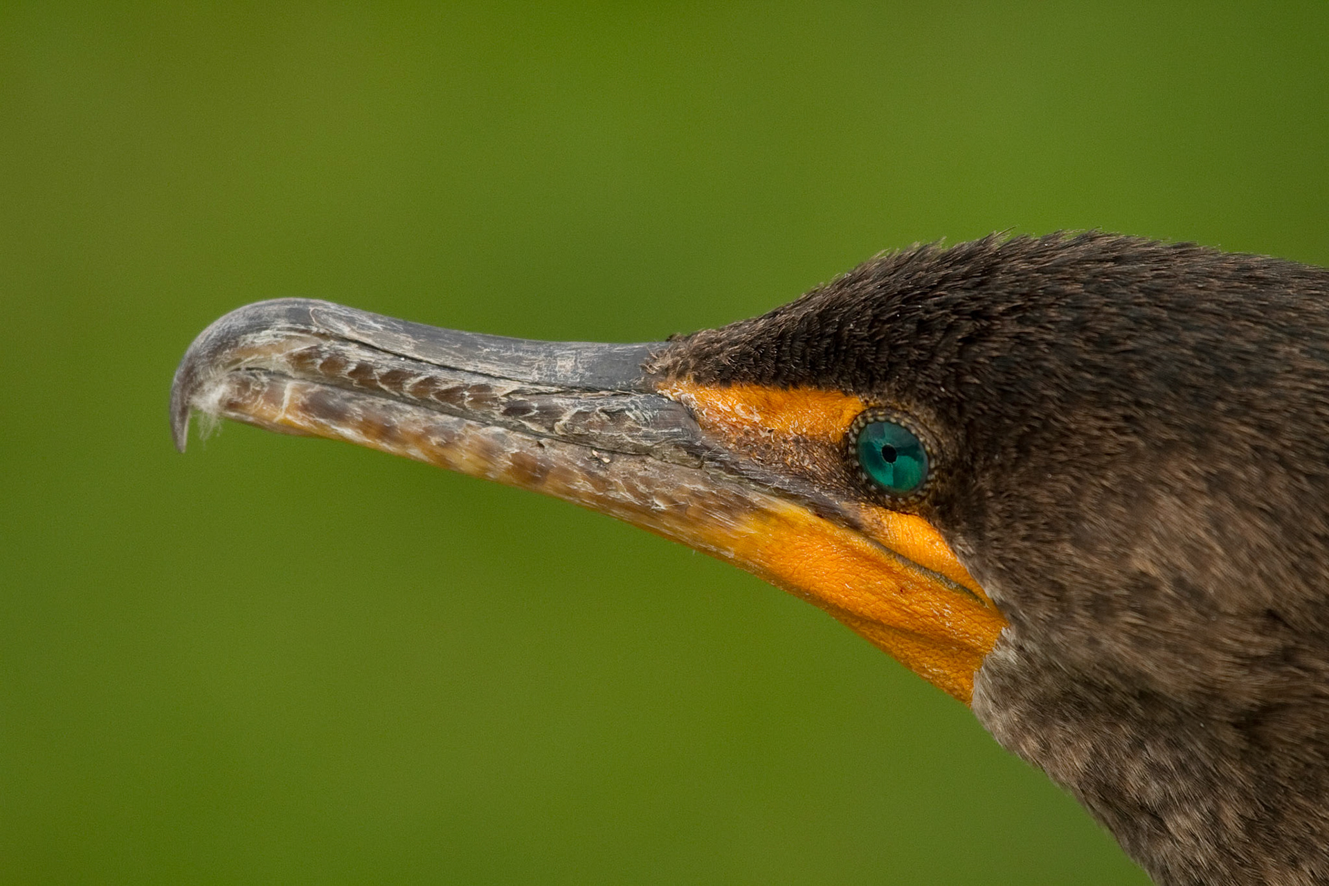 Everglades National Park, FL