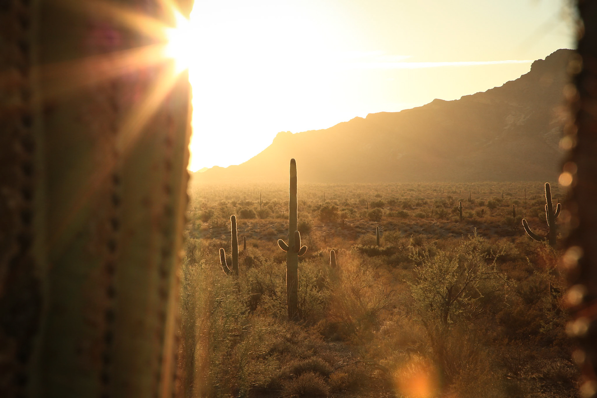 Arizona