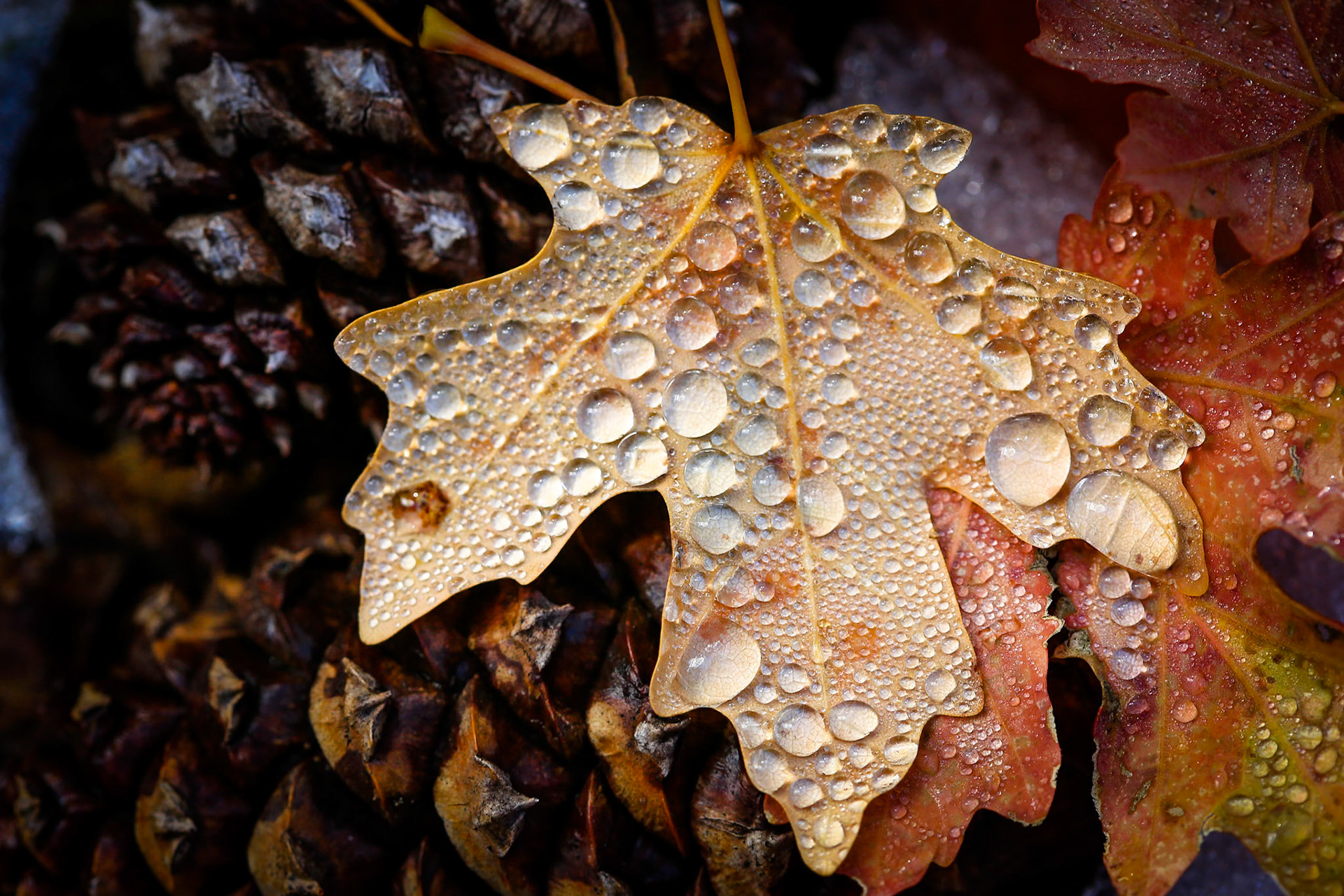Bed of dewy fall maple leaves and pine cones on a path through the Fourth of July Canyon, Cibola National Forest outside of Albuquerque, New Mexico.