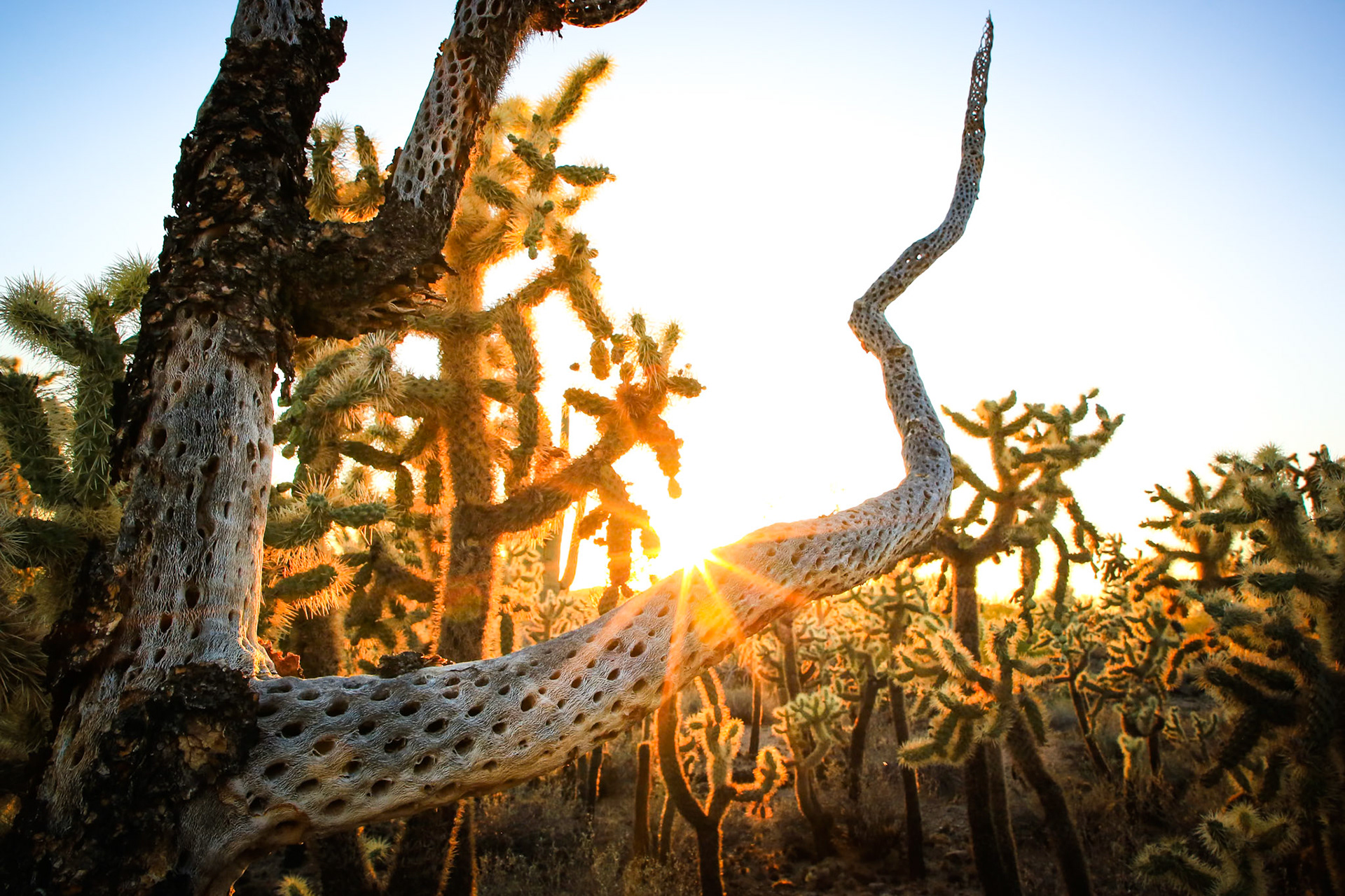 Sunburst over a dead cholla cactus in forest of Usery Mountain in Arizona