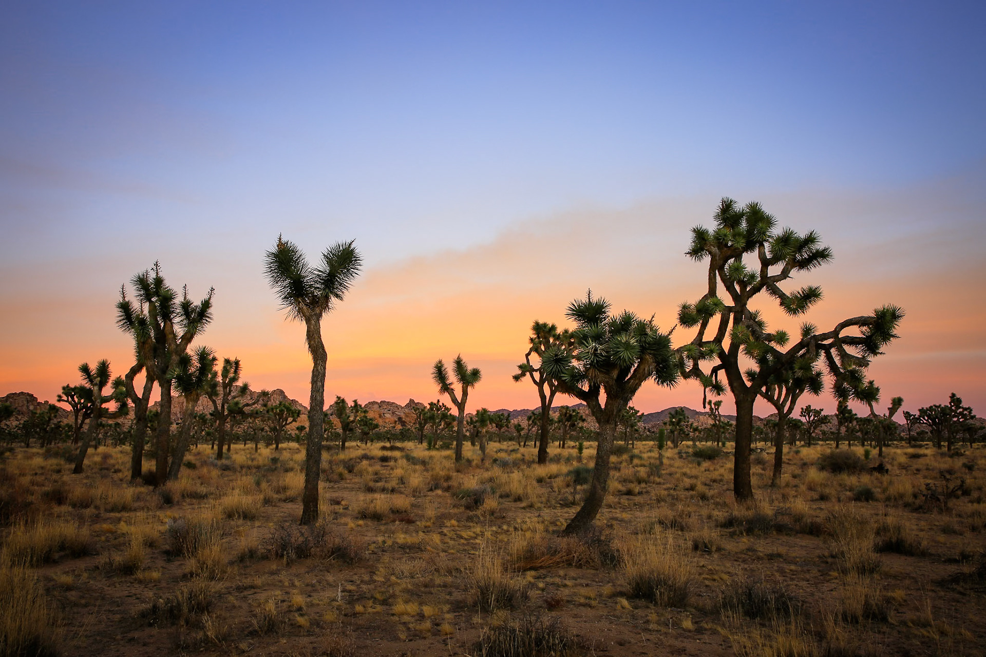 Joshua tree grove at sunset in the desert at Joshua Tree National Park, California