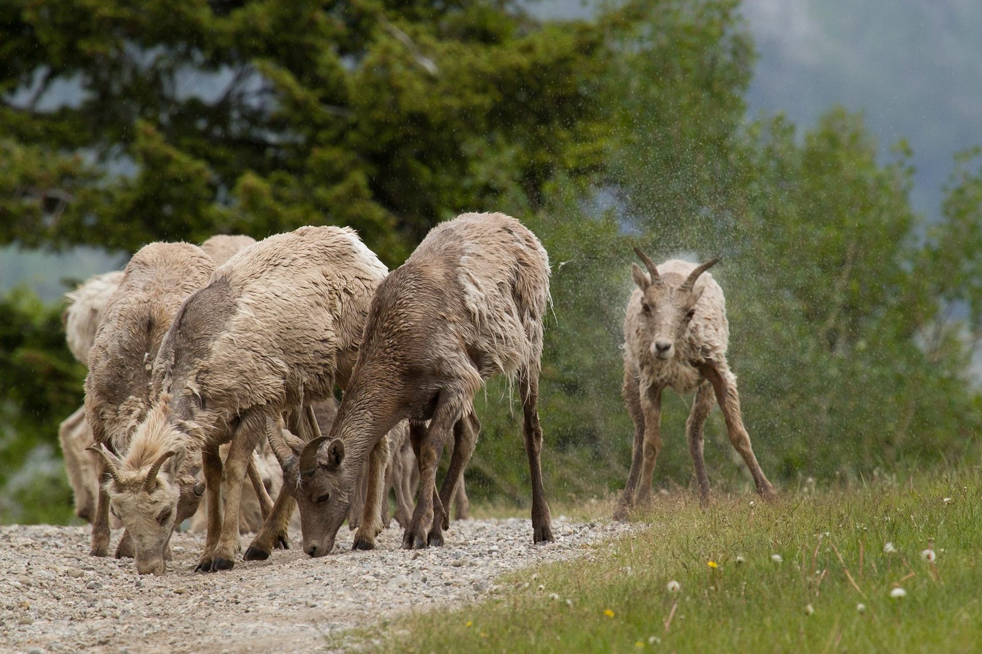 Immature Bighorn Sheep shakes off after exiting lake, Banff National Park, Canada