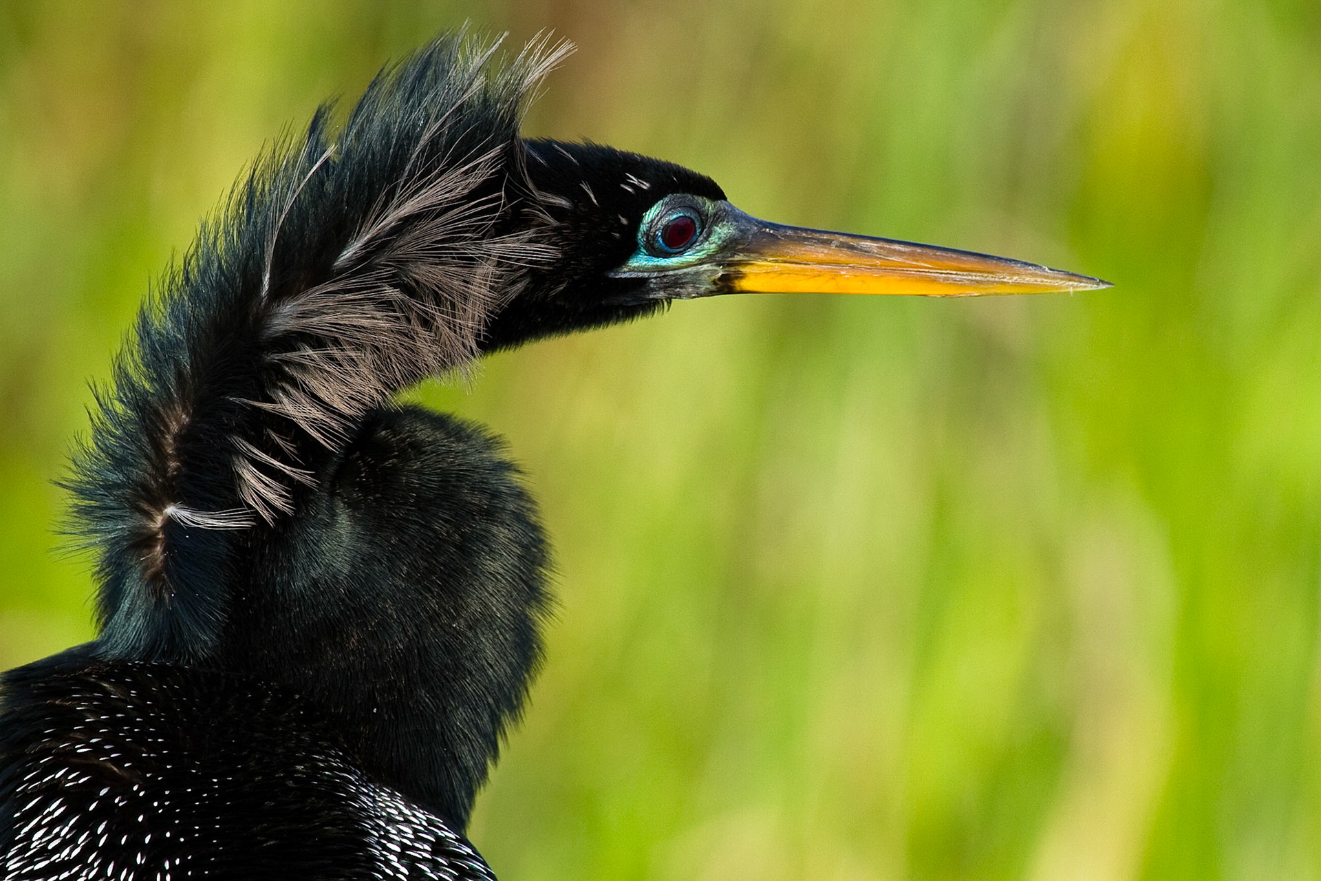 Anhinga bird located in Everglades National Park, Florida