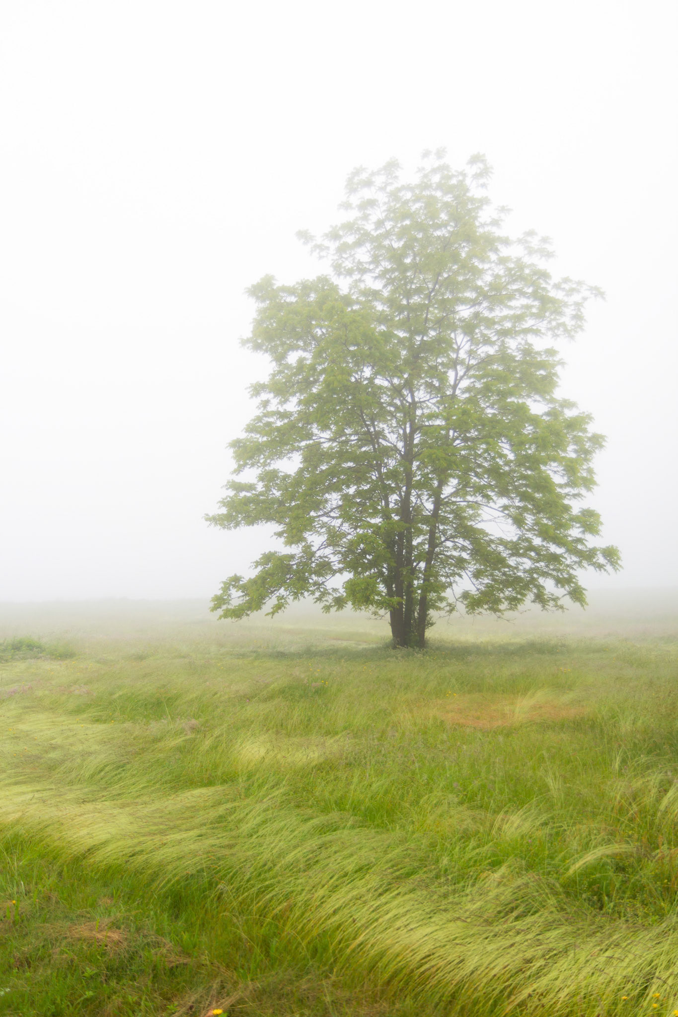 Green grass and tree in a hazy fog.