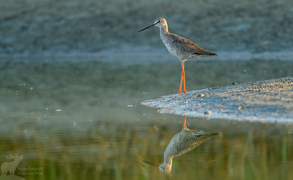 Zwarte ruiter (Tringa erythropus)
