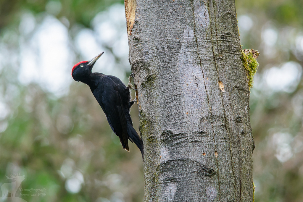 Zwarte specht (Dryocopus martius)