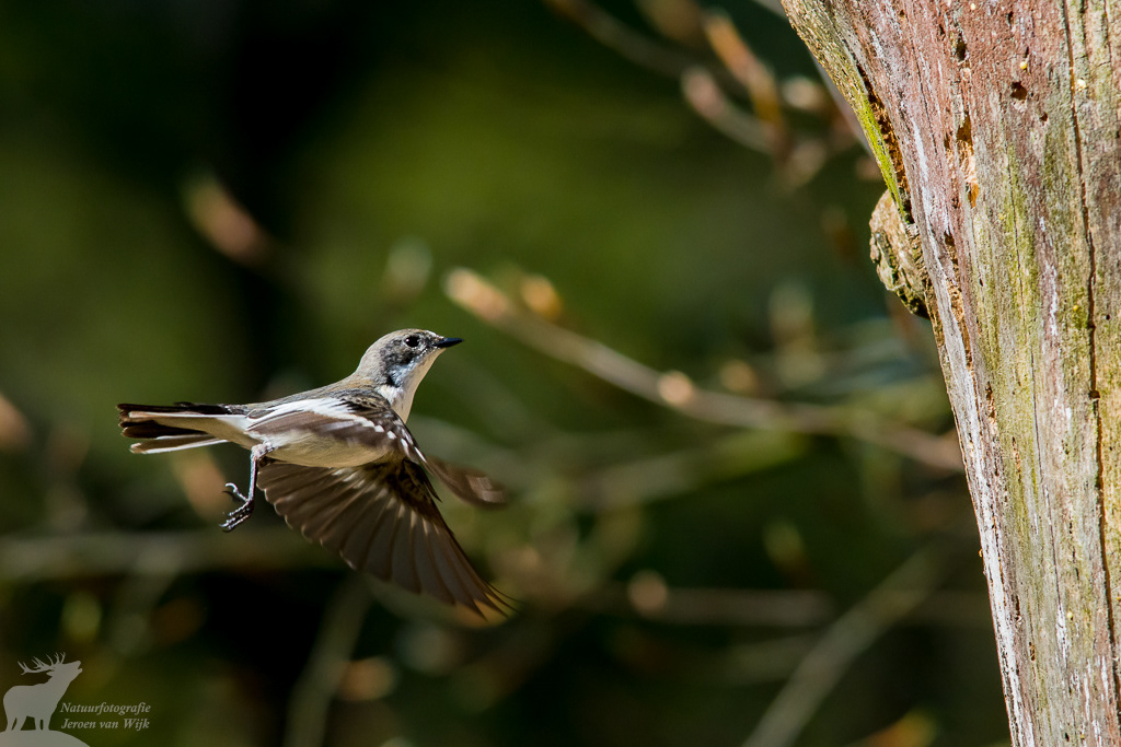 Bonte vliegenvanger (Ficedula hypoleuca)