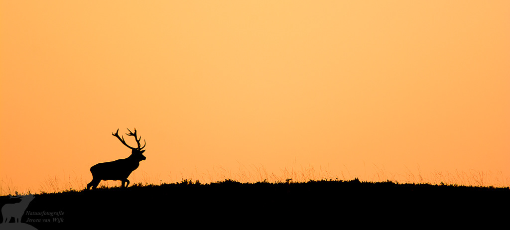 Edelhert (Cervus elaphus)