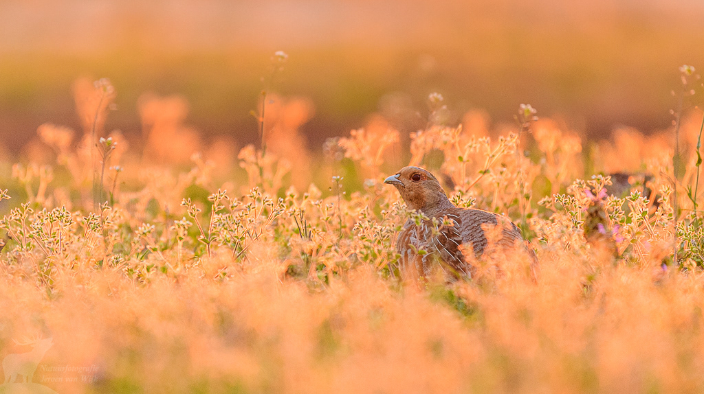 Patrijs (Perdix perdix)