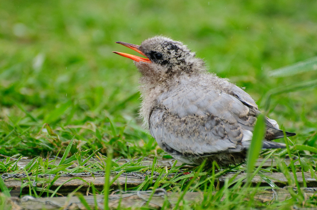 Noordse stern (Sterna paradisaea)
