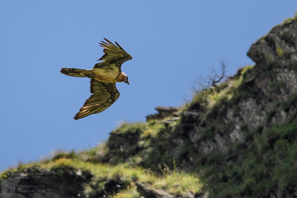 Lammergier (Gypaetus barbatus)