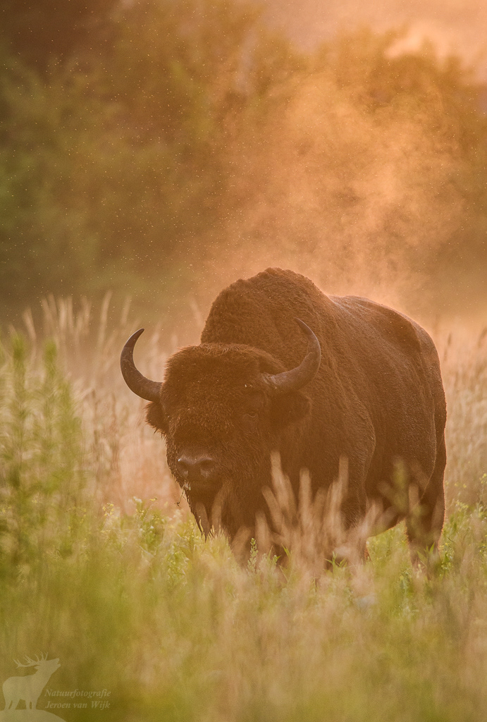 Wisent (Bison bonasus) tijdens zonsopkomst, Białowieża