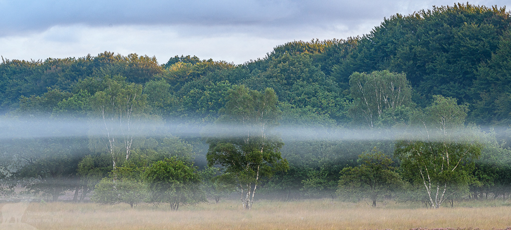 Nevel langs de bosrand