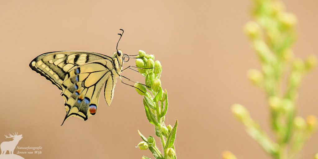 Koninginnenpage (Papilio machaon), Barbate