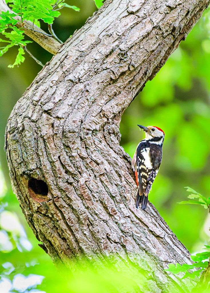 Middelste bonte specht (Dendrocoptes medius)