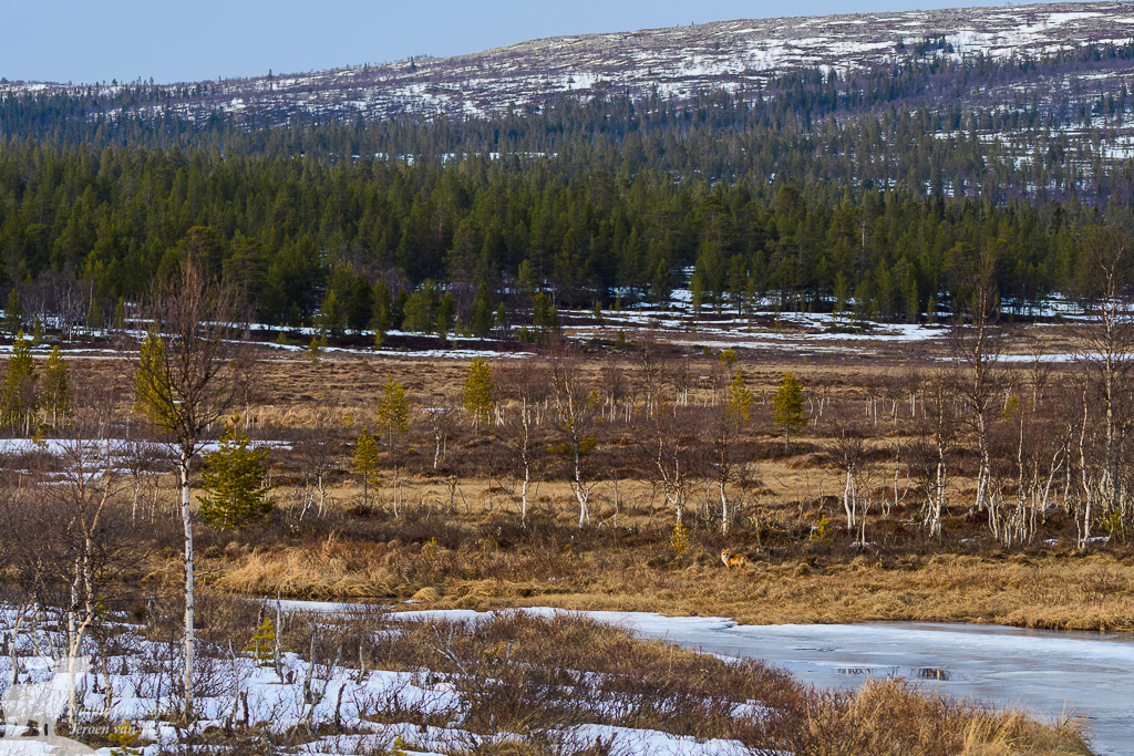 Vos in het voorjaarslandschap, Jämtlands län