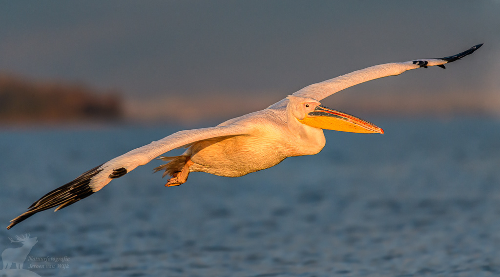 Roze pelikaan (Pelecanus onocrotalus), Kerkini Lake, Griekenland