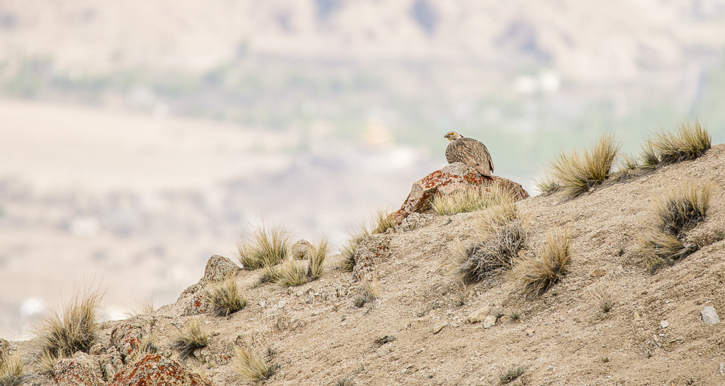 Himalayaberghoen (Tetraogallus himalayensis). Leh, mei 2019.