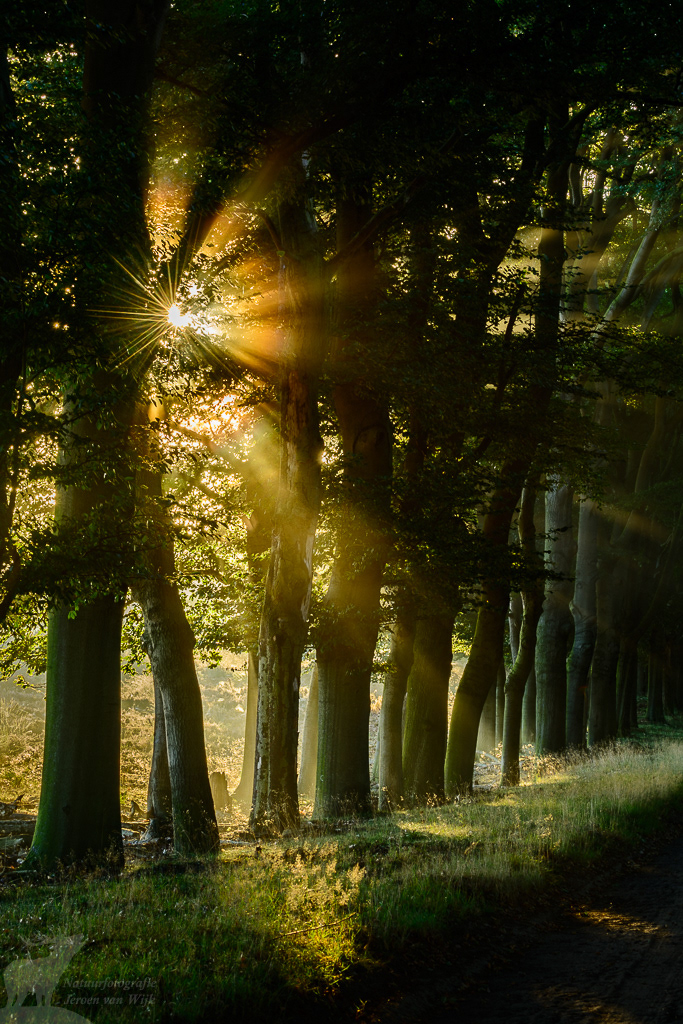 Zonneharpen in een beukenlaan