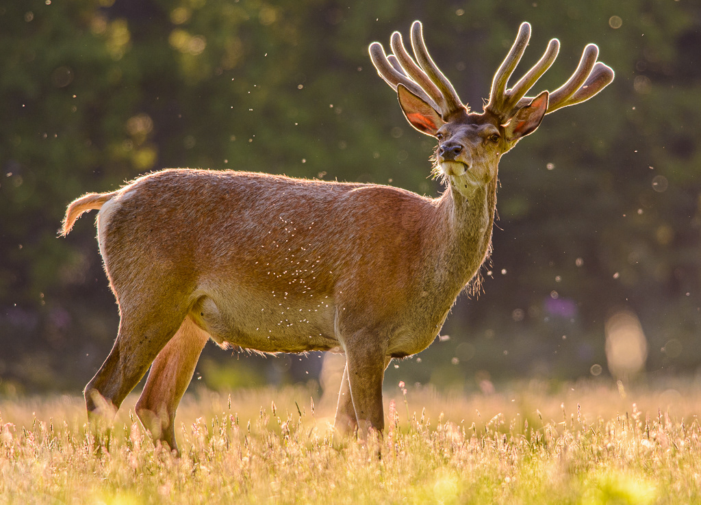 Edelhert (Cervus elaphus)