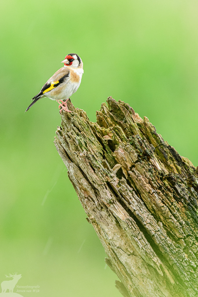 Putter (Carduelis carduelis)