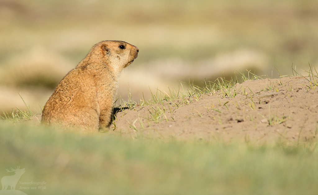 Himalayamarmot (Marmota himalayana). Tso Kar Lake, juni 2019.